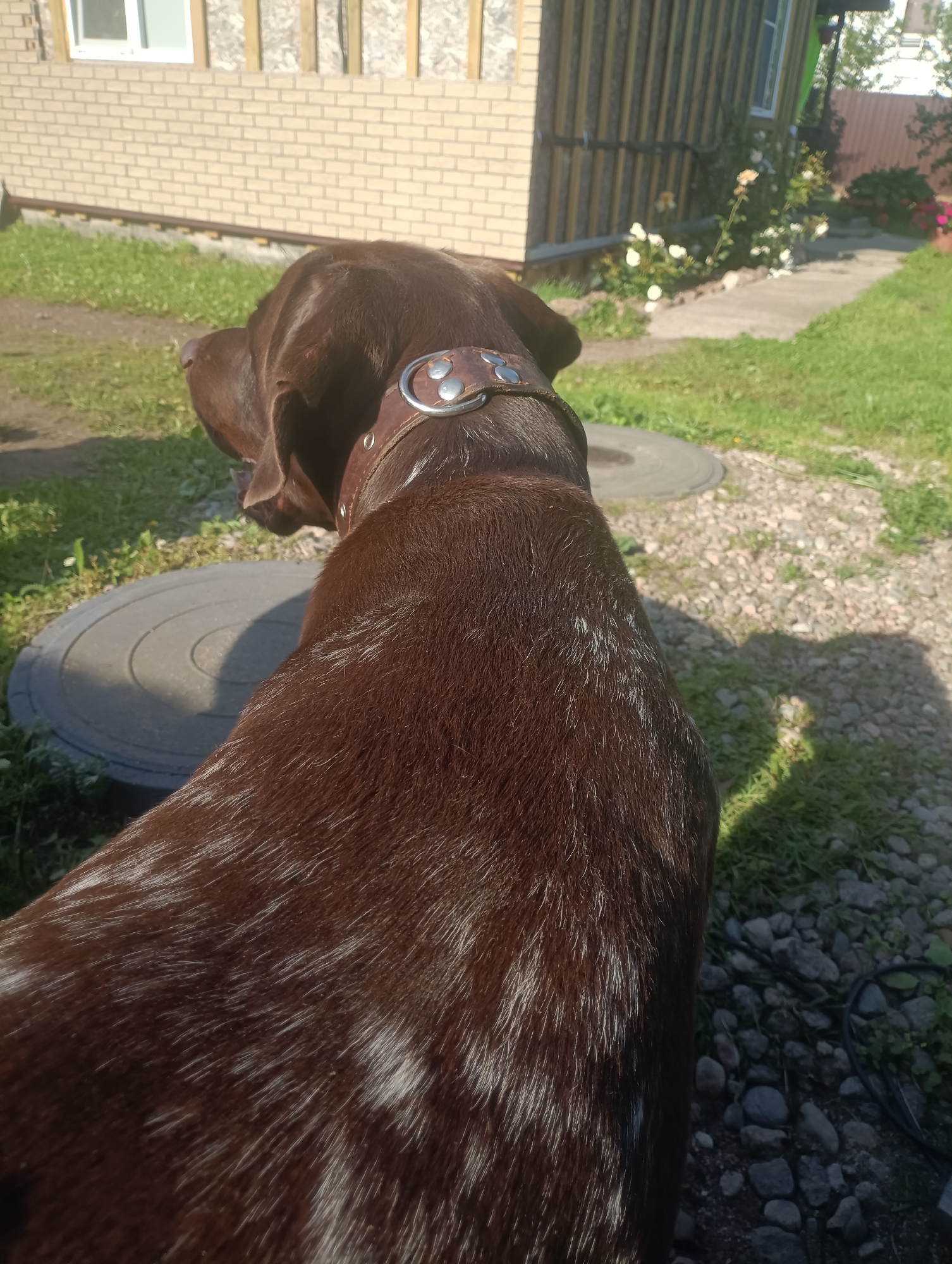The image shows the back of a dark brown dog with some white markings on its fur, wearing a leather collar with silver studs. The dog is outdoors in a yard with a gravel path and green grass. In the background, there is a brick building with a white-framed window and a wooden structure with vertical planks. A concrete slab with circular grooves is partially visible on the ground. White roses and other greenery are growing near the buildings. The scene appears to be set in a residential area during the daytime, with bright sunlight casting shadows on the ground, indicating fair weather. The image is a close-up of the dog, focusing on its back and head, suggesting a candid shot taken from behind the animal. There is no visible text in the image.