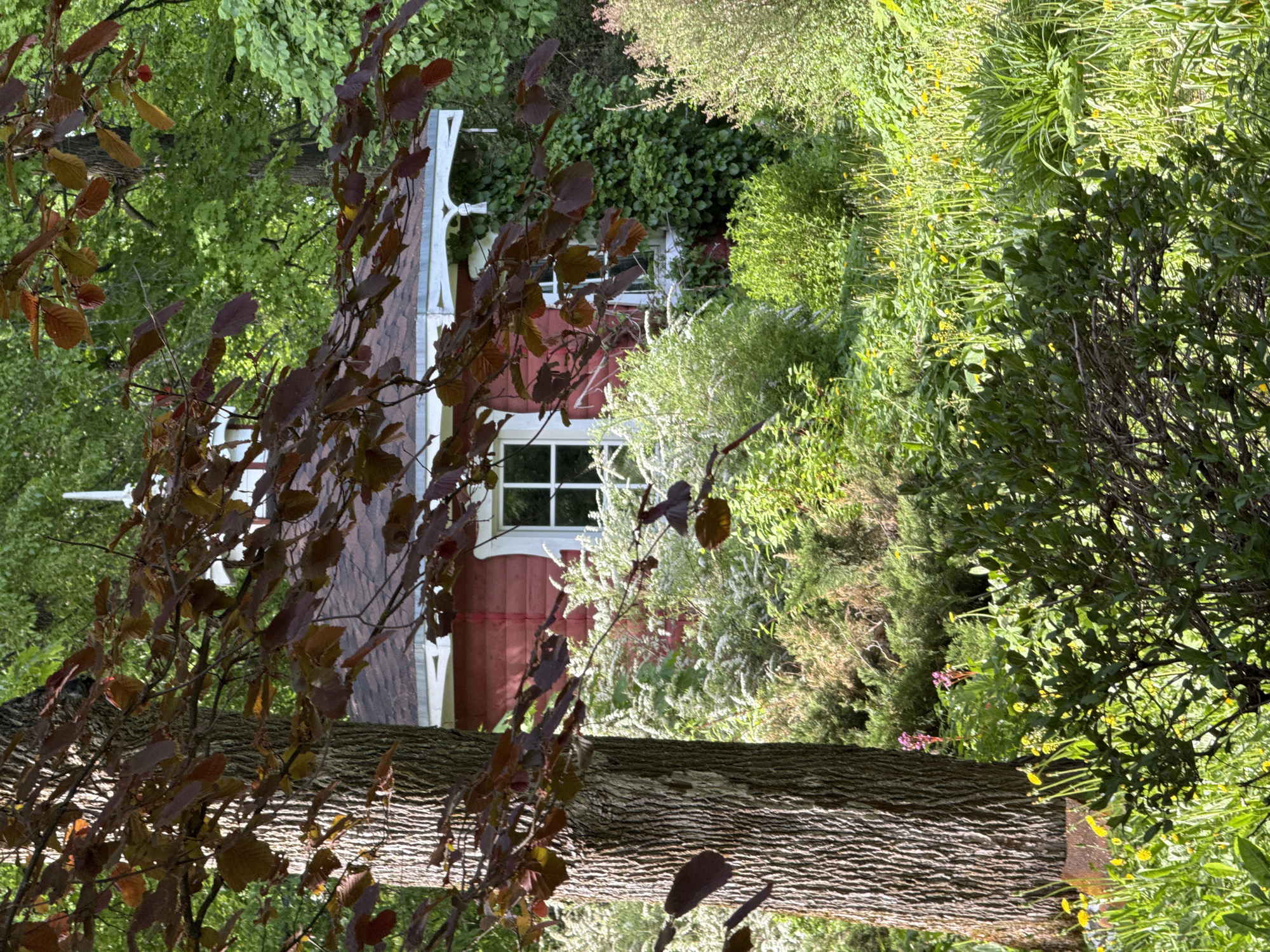 A vertical shot depicts a lush garden scene with a rustic, red wooden building visible through the foliage. The building features white trim and a window with a grid pattern. A thick tree trunk dominates the foreground, with branches bearing reddish-brown leaves partially obscuring the view. The garden is filled with a variety of plants and greenery, including shrubs, trees, and flowering plants. The location is suggested to be in the city of Sapronovo, Russia.