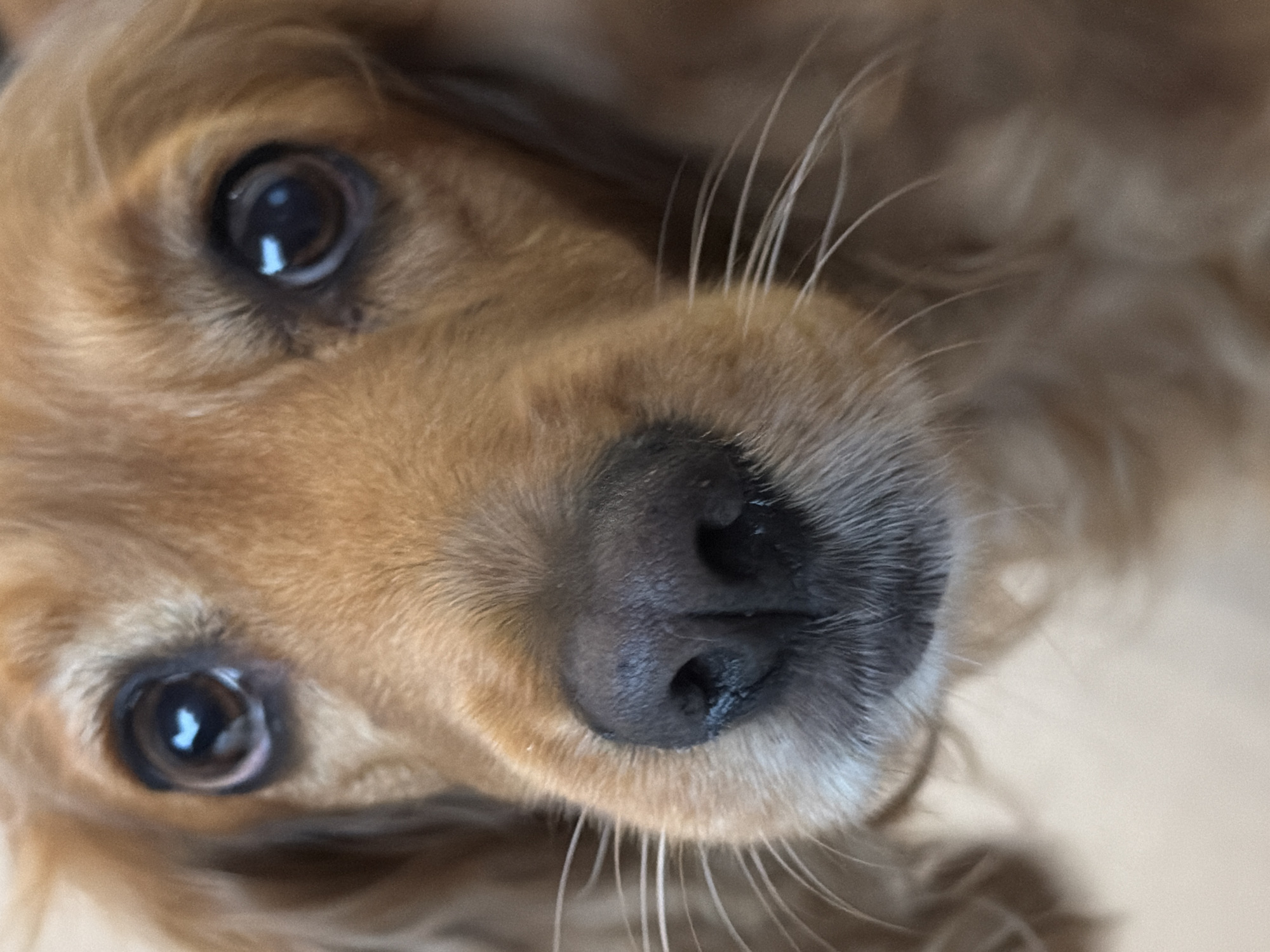 A close-up, diagonal portrait features the head of a dog with golden-brown fur. The dog's face is positioned so its dark, expressive eyes are looking directly at the viewer. Both eyes are prominent, showcasing reflections of a light source within their dark pupils. The dog's wet, black nose is centrally located, surrounded by light brown fur and delicate white whiskers that extend outwards. The fur around its muzzle appears slightly lighter in color. The dog's fur is soft and well-groomed. The background is out of focus, appearing as a soft, light, and neutral-toned surface, suggesting an indoor setting. The image captures a moment of engaging curiosity or affection from the dog. No text is visible.