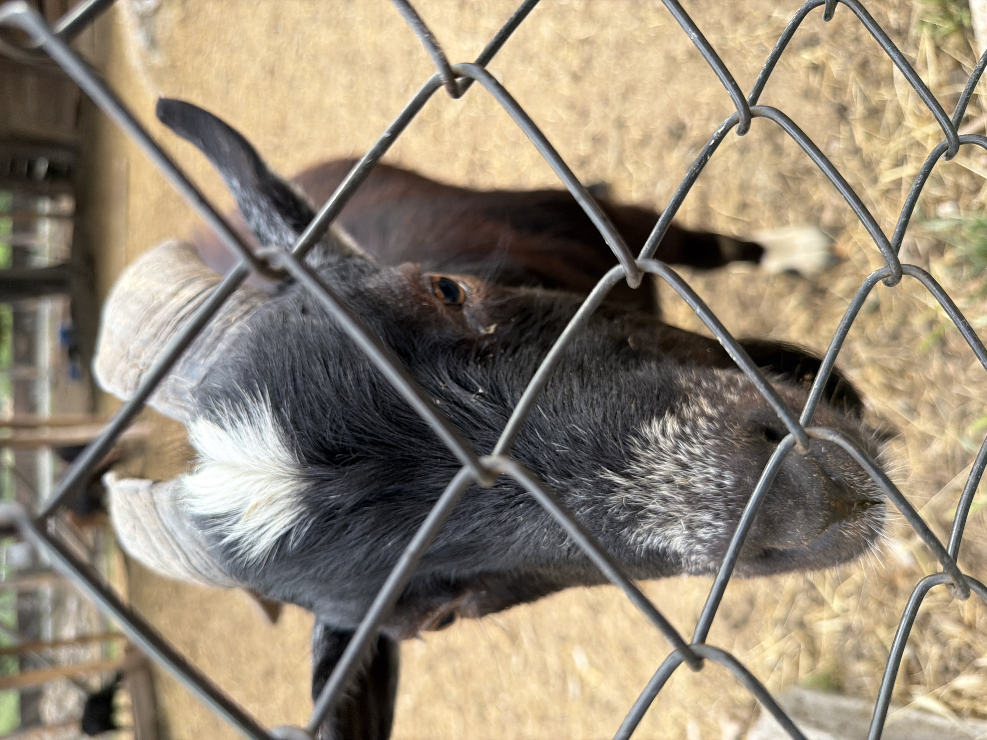 A close-up, slightly blurry, eye-level shot captures a black and white goat behind a wire fence. The goat's head is tilted down, looking towards the camera. It has large, curved horns, black fur on its head and neck, and a white stripe of fur down the center of its forehead. Its eyes are visible and brown. The background appears to be a dry, dusty enclosure, possibly a farm or petting zoo, with hay or straw on the ground. The fence is in the foreground, obscuring parts of the goat. There are no people visible in the image. The location in Pazardzhik, Bulgaria, is not discernible from the visual evidence in the image.