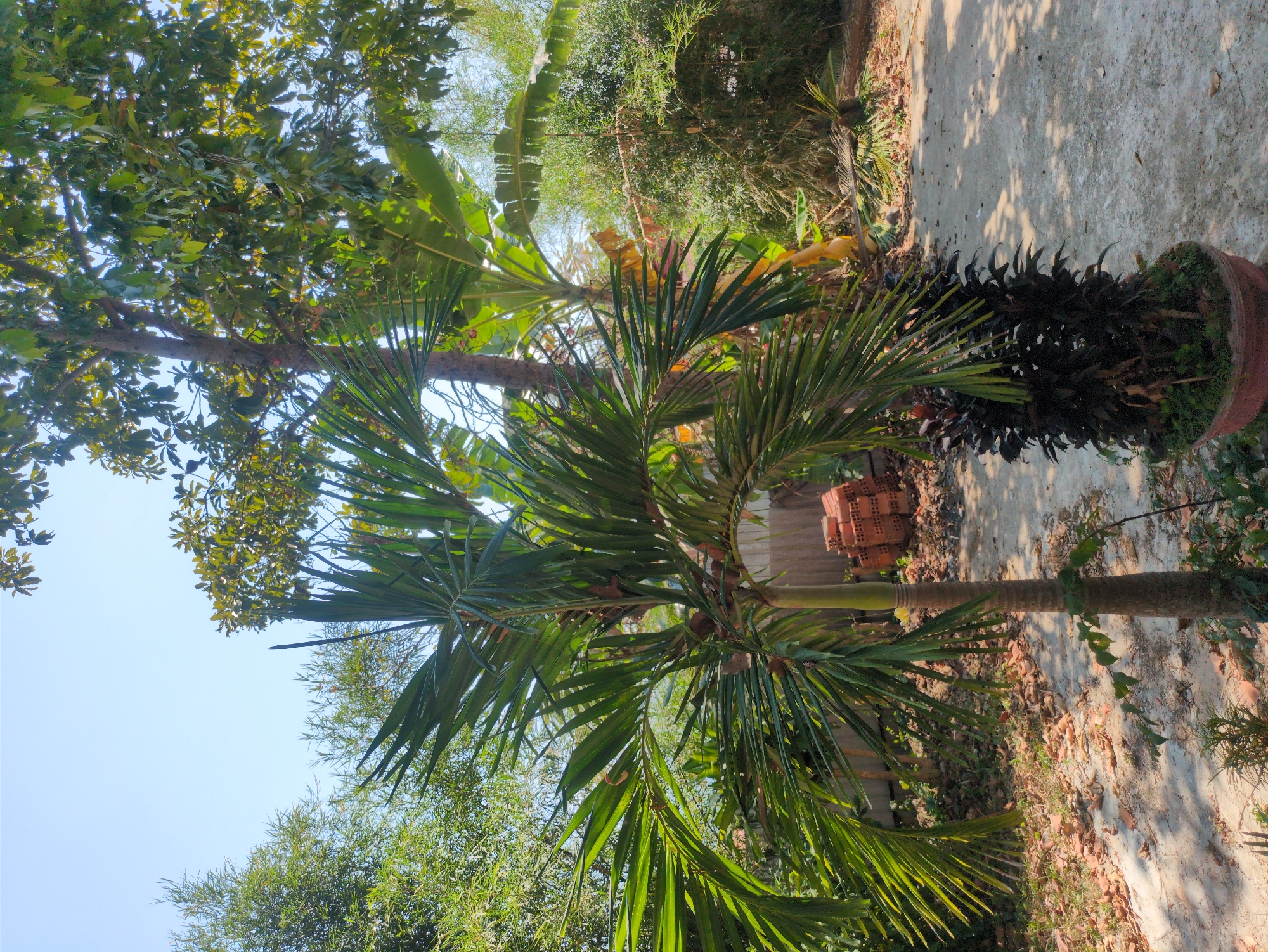 The image shows a tropical garden scene. A palm tree with green fronds dominates the foreground. Behind the palm, there's another tree with broad leaves and a cluster of banana plants. A pathway is visible to the right of the palm. A large pot with dark-leaved plants sits near the pathway. In the background, a stack of red bricks can be seen. The sky is blue. The location is likely in Phú Quốc, Vietnam, given the tropical vegetation. No people are visible.