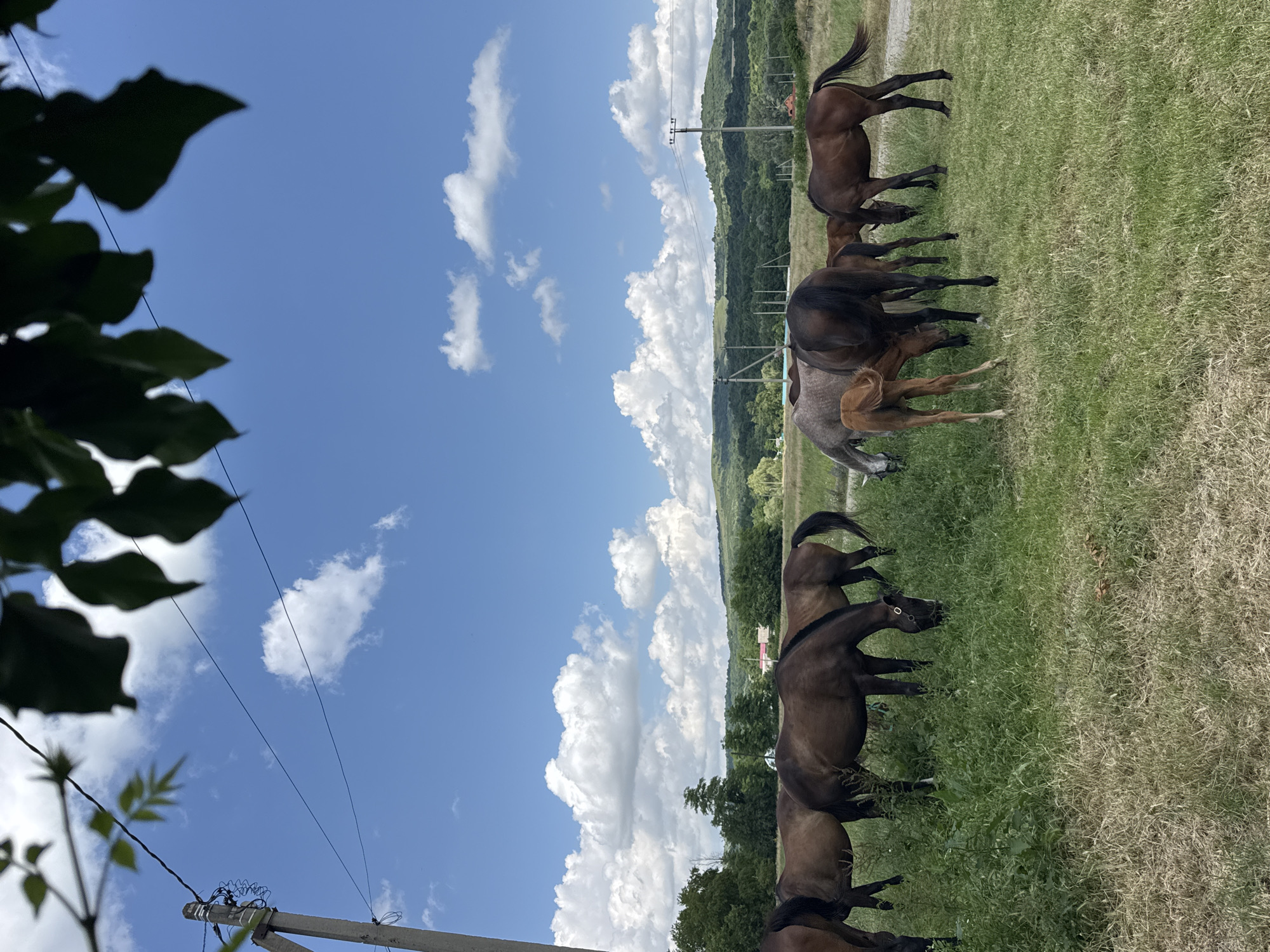 The image shows a group of horses in a grassy field under a bright blue sky with fluffy white clouds. The horses are of various colors, including brown and gray. Some of the horses appear to be young foals. They are standing and grazing in the field. In the background, there are rolling hills covered in trees, suggesting a rural or semi-rural setting. There are also power lines and utility poles visible, indicating the presence of infrastructure. The time of day appears to be daytime, likely late morning or afternoon, given the bright sunlight. The weather seems to be pleasant, with a clear sky and sunshine. The overall impression is one of a peaceful pastoral scene. The location context provided is Zassovskaya, Russia.