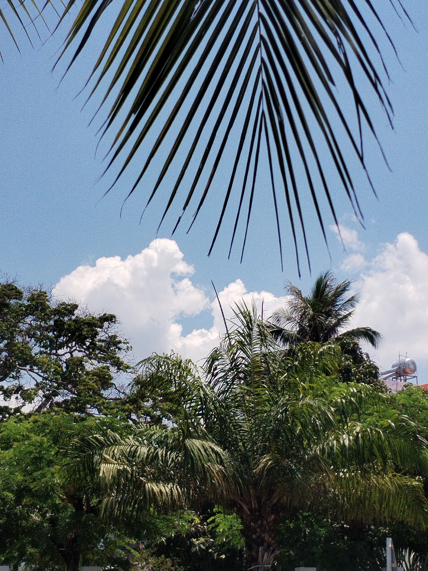 A medium shot captures a clear, daytime sky with scattered white clouds, framed by the dark, feathery leaves of a large palm frond in the upper portion of the frame. Below, various lush trees with different leaf shapes and textures fill the foreground, with one distinctly identifiable palm tree amongst them. Above the trees, a cylindrical water heater with attached pipes is visible atop a building, suggesting a residential or commercial setting. The image evokes a tropical, urban environment, typical of the Nha Trang Ward in Vietnam, where such vegetation is common.
