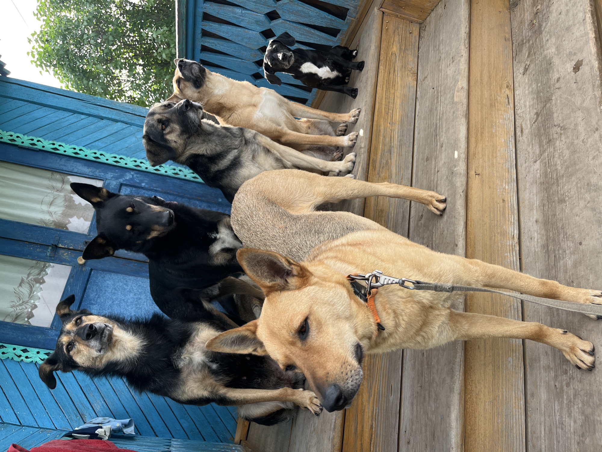 Six dogs are sitting on wooden porch steps. The dogs are of various breeds and sizes. The largest dog, a tan German Shepherd mix, is in the foreground, facing left. Behind it are a black dog, a tan and gray dog, another tan dog, and a smaller black and white dog. The dogs are on a porch with blue wooden siding. The image is taken outdoors, with greenery visible in the background. The location is the city of Nizhny Tagil, Russia.
