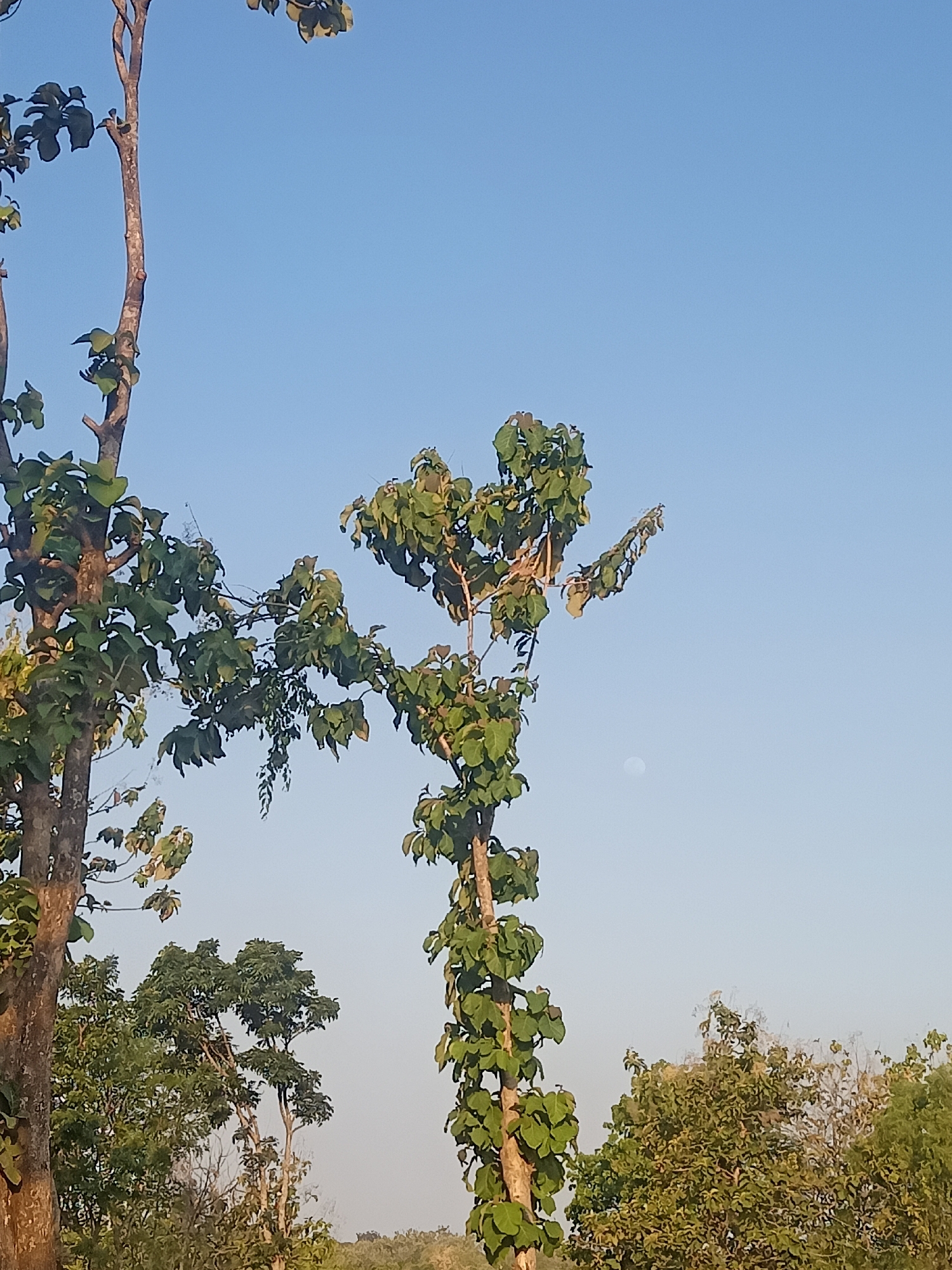 The image captures a daytime scene with a clear, light blue sky dominating the upper portion. In the foreground, several trees with thick, brown trunks and lush green leaves are visible. The trees are positioned at different distances, creating depth in the image. The leaves are dense and form a canopy in some areas. In the middle ground, there's a cluster of smaller trees with green foliage. In the background, the landscape appears to be covered in more trees, suggesting a rural or natural setting. A faint, pale moon is visible in the sky towards the right side of the image. The overall impression is one of a tranquil, natural environment, likely in a tropical or subtropical region. Based on the typical flora and clear skies often seen in this region, the location is consistent with Cepoko, Indonesia.