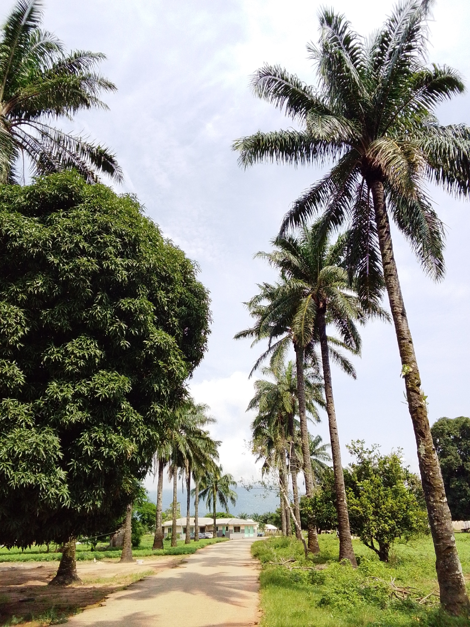 A dirt road, lined with palm trees on the right and a large, leafy tree on the left, leads towards a low-lying building in the distance. The sky is overcast with wispy clouds. In the background, a mountain range is faintly visible. The building appears to be part of a compound or settlement, with more palm trees and vegetation surrounding it. The overall impression is one of a rural or semi-rural setting, possibly in the city of Serti, Nigeria, given the presence of palm trees and the style of the building.