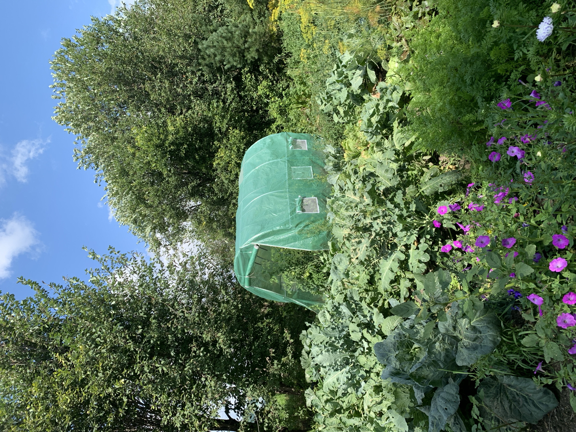 The image depicts a vibrant garden scene on a sunny day. In the center of the frame, a green polyethylene greenhouse stands, its flap partially open, revealing lush greenery within. Surrounding the greenhouse are large, leafy plants, possibly cabbage or kale, with broad, dark green leaves. In the foreground, a cluster of vibrant purple petunias adds a splash of color to the scene, interspersed with other smaller flowering plants. The garden is nestled amongst mature trees with dense foliage, forming a natural backdrop against a bright blue sky dotted with a few white clouds. The overall impression is one of a thriving, well-tended vegetable garden, likely situated in a rural or semi-rural setting, consistent with a location like Novostroika, Russia, known for its residential areas and proximity to natural landscapes. There are no people or animals visible in the image.