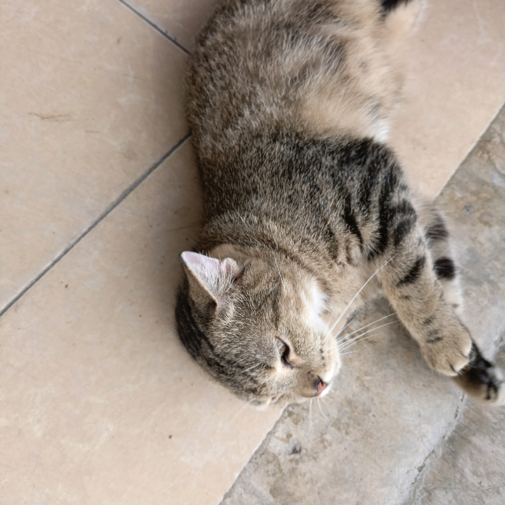 A tabby cat lies on its side on a tiled surface, with its head tilted to the left. The cat has brown and black stripes on its fur and a pink nose. The tiled surface is light brown and appears to be outdoors, possibly in a courtyard or patio. The cat is positioned diagonally across the frame. There are no people visible in the image. The setting is a tiled floor in the city of Medan, Indonesia.