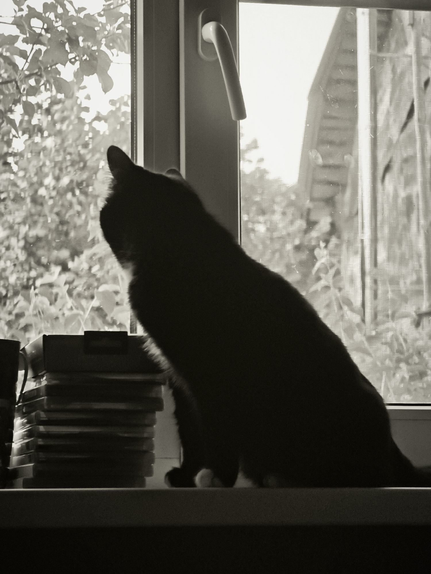 A black cat is silhouetted against a window, looking upwards. The cat is sitting on a windowsill, next to a stack of what appear to be video game cases. Outside the window, trees and the side of a building are visible through a screen. The scene is in sepia tones. The image was captured in the city of Kovrigino, Russia.