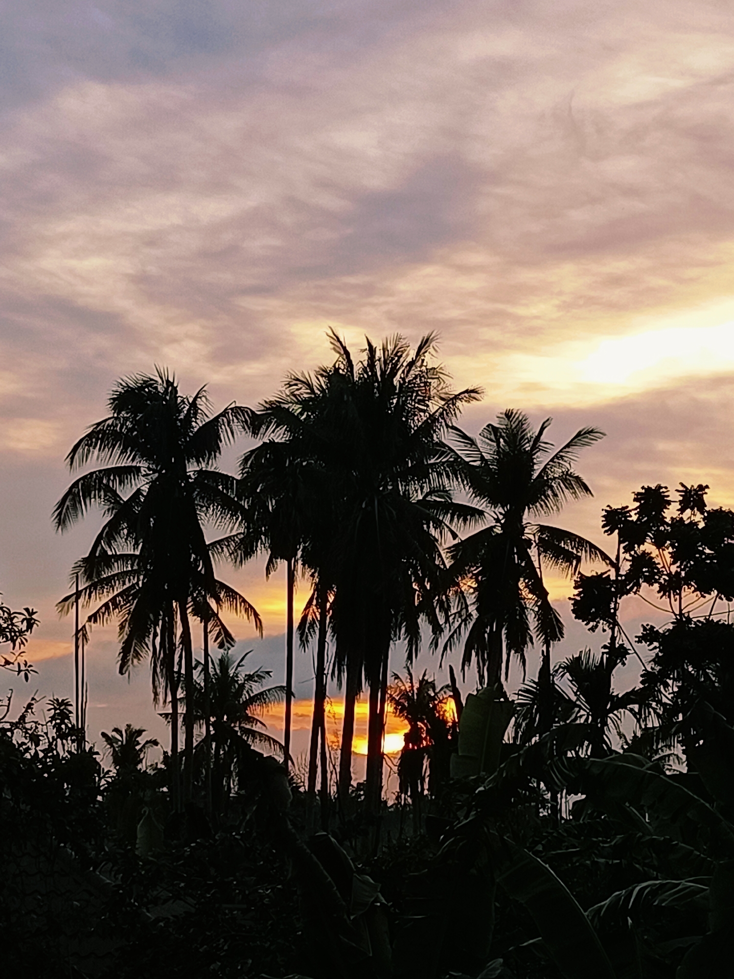 The image depicts a sunset scene in Blang Cut, Indonesia. Silhouetted against a sky painted with hues of orange, pink, and purple, a cluster of palm trees dominates the foreground. The sun is partially visible, peeking through the fronds of the trees, casting a warm glow. The lower portion of the image is filled with the dark silhouettes of dense tropical foliage. The overall impression is one of a tranquil evening in a tropical setting.