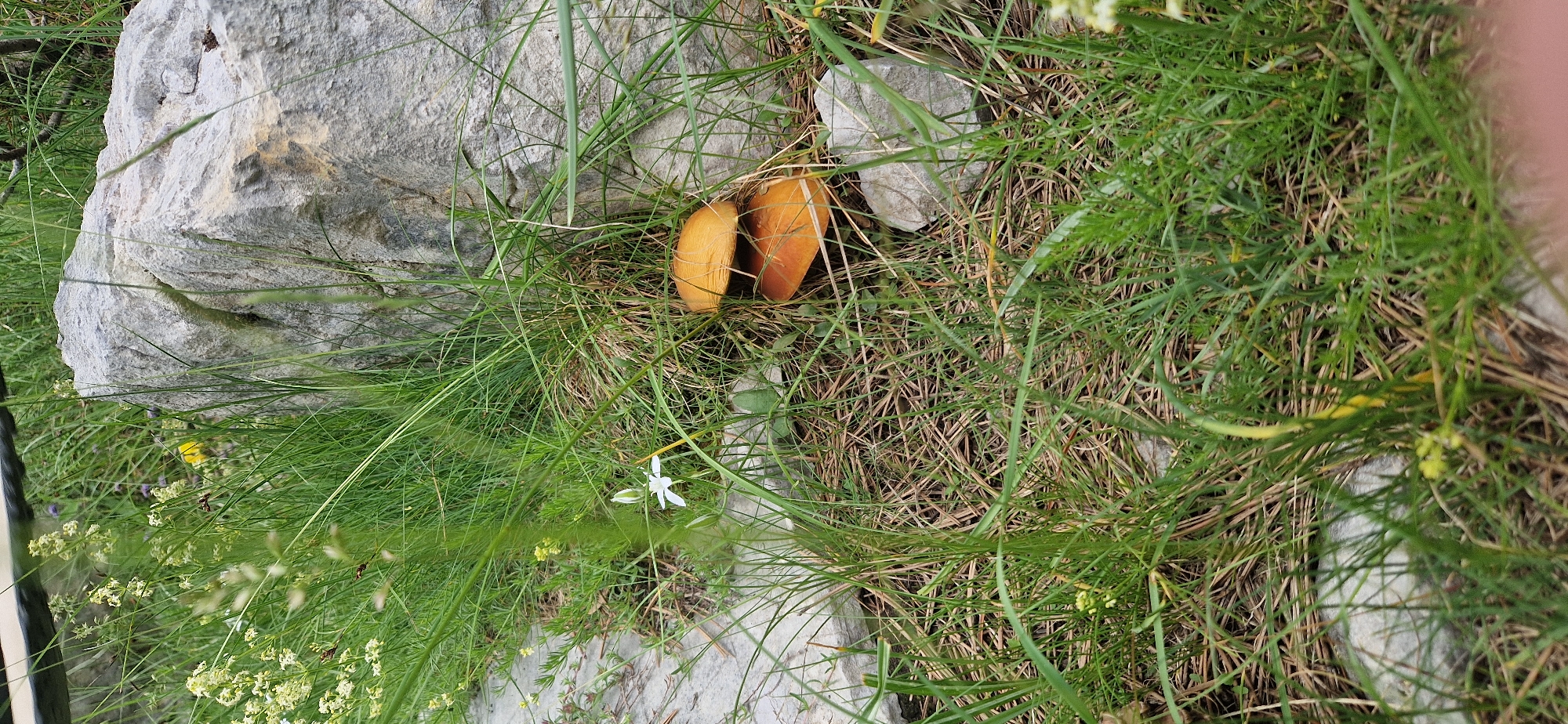The image depicts a natural outdoor scene with abundant green grass and vegetation surrounding a large grey rock. Two orange-capped mushrooms are visible in the foreground, partially obscured by grass. A small white flower with delicate petals is also present near the mushrooms. The environment appears to be a rural or semi-rural area, possibly in the vicinity of Kruševice, Montenegro, given the presence of natural rock formations and flora. There are no people or discernible human activity in the frame. The lighting suggests it is daytime.