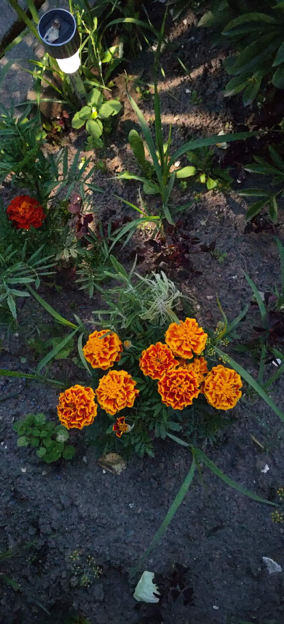 The image shows a close-up view of a garden bed with several marigold flowers in bloom. The marigolds are primarily orange and red, with some showing a gradient of color. There are also green leaves and stems from the marigolds and other plants. In the upper left corner, a solar-powered garden light is visible, emitting a soft white glow. The ground appears to be dark soil with some small pebbles and fallen leaves. The overall impression is of a small, cultivated garden space, likely in a residential area. The image does not depict any people or specific landmarks that would allow for definitive identification of the location within Noginsk, Russia.