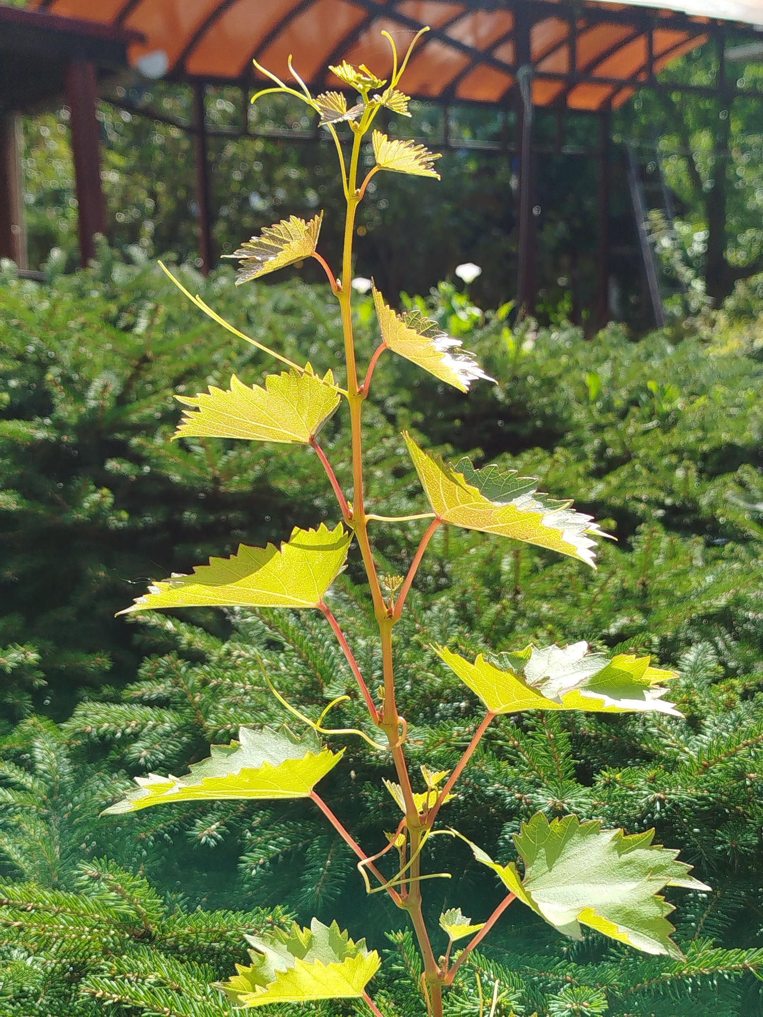 The image captures a young grape vine shoot with bright green, serrated leaves and thin tendrils, reaching upwards against a backdrop of lush green evergreen foliage. In the blurred background, a structure with an orange, translucent roof and dark supports suggests an outdoor seating area or gazebo. The lighting indicates it is daytime, possibly with bright sunlight filtering through. The scene appears to be in a garden or yard setting, specifically within the garden community of Chkalovskoye, Russia. There are no people or animals visible in the image.