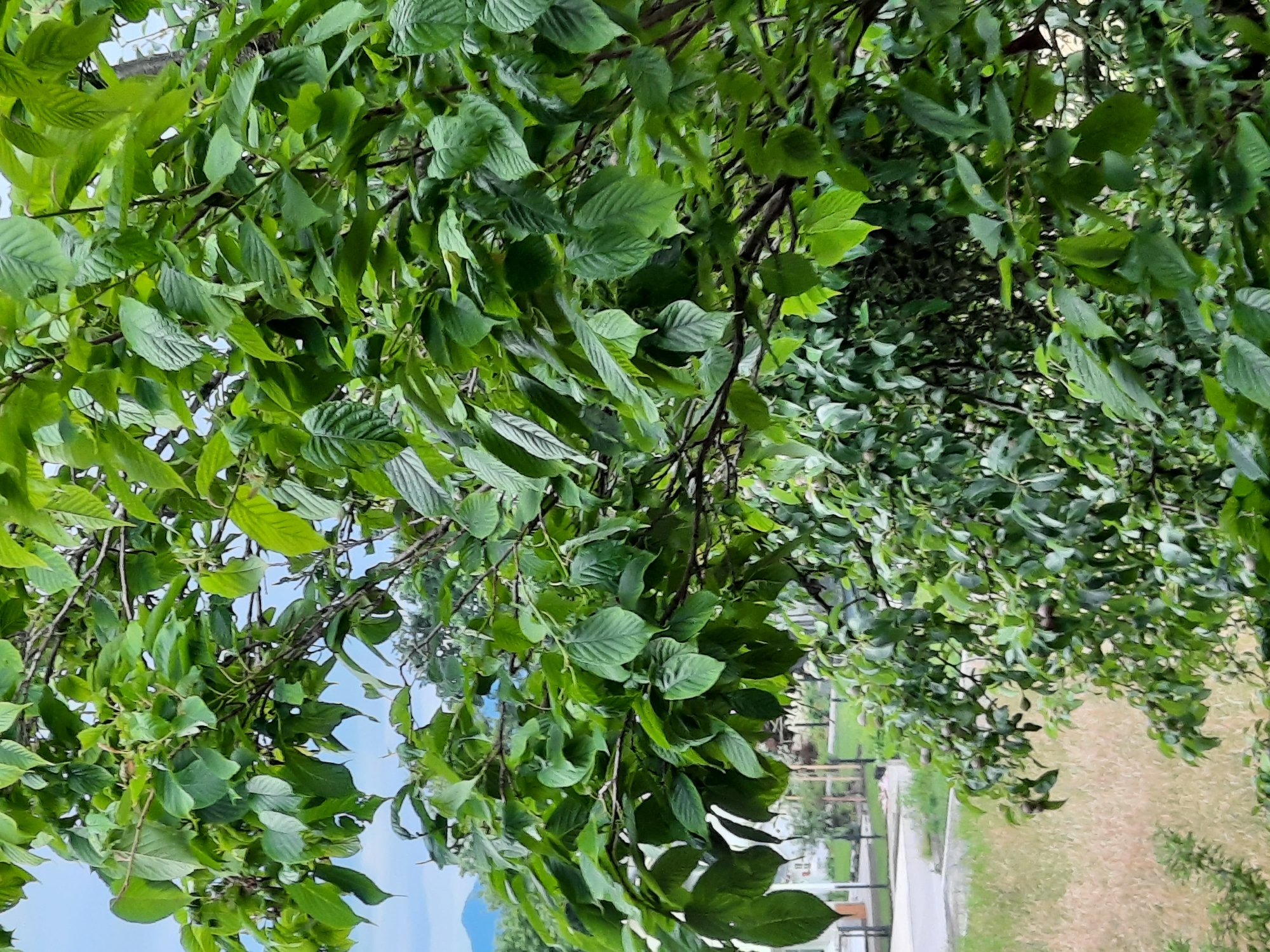 This is a vertical, medium-shot, eye-level photograph taken outdoors in Rosenheim, Germany. The foreground is dominated by the lush green foliage of a tree, with its branches and leaves filling most of the frame. The leaves are ovate with serrated edges and appear to be a healthy, vibrant green. Some branches are visible, crisscrossing the image and providing structure to the canopy.
In the midground, to the left of the frame, a glimpse of the urban environment of Rosenheim is visible. This includes a paved road, a grassy area with dry, light brown grass, and some distant structures that appear to be buildings, possibly part of a park or residential area. Faintly in the background, the silhouette of mountains can be seen against a pale blue sky with some white clouds. The overall lighting suggests an overcast or hazy day. There are no people or animals visible in the scene. The image focuses on the natural element of the tree, with the urban setting serving as a backdrop.
