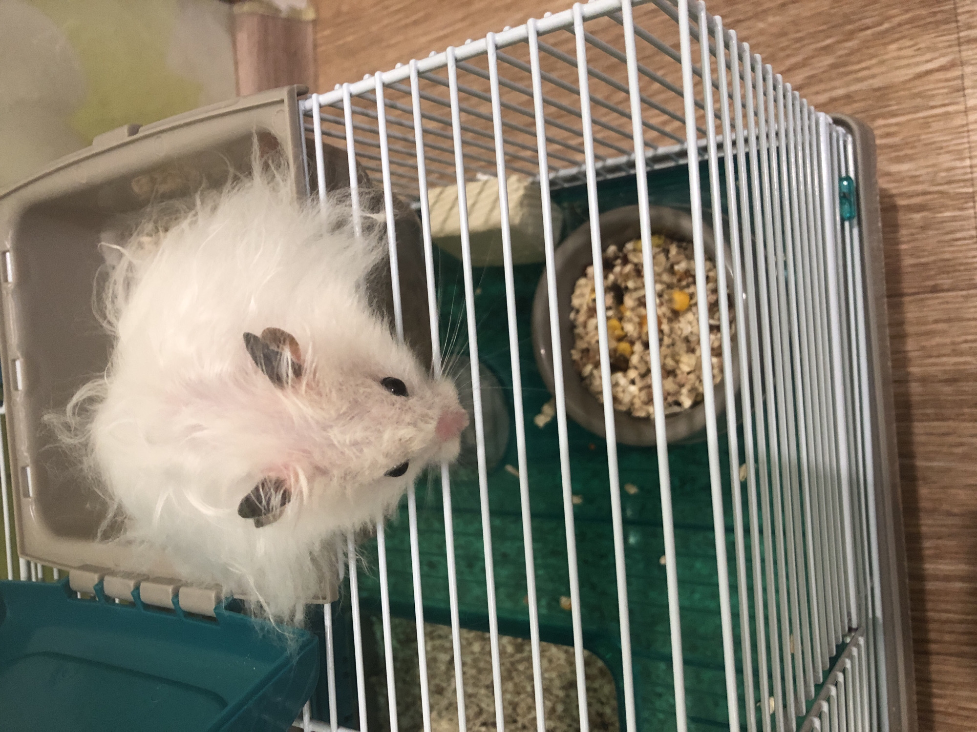 An overhead medium shot shows a fluffy white hamster with black ears and a pink nose peering through the white bars of its cage. The hamster is situated in the upper portion of the cage. Below the hamster, a grey food bowl contains a mixture of seeds and kibble. The cage has a teal plastic base and a grey plastic lid. The cage is placed on a light brown wooden floor. No specific location in the city of Solikamsk, Russia, can be determined from the image.