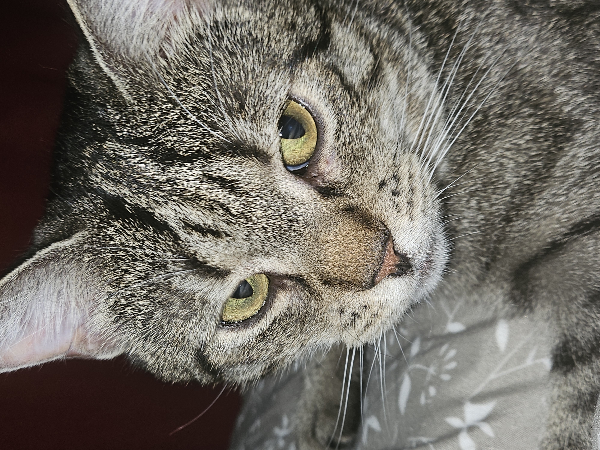 This is a close-up, low-angle, eye-level shot of a tabby cat's face. The cat has green eyes and gray, black, and brown striped fur. Its whiskers are prominent, and its nose is a light pinkish-brown. The cat is lying down on a patterned fabric, possibly a blanket or cushion, which has a subtle floral design in shades of gray and white. The background to the left of the cat is a dark, solid color, likely a wall or furniture.
The lighting appears to be artificial, suggesting it is indoors and likely not daytime. The cat's gaze is directed slightly away from the camera, giving a sense of calm or contemplation. There are no visible people or any specific event taking place; the focus is entirely on the cat's portrait. The image captures the intricate details of the cat's fur texture and facial features. No text is visible in the image. The location context provided is Koszalin, Poland, but there are no specific visual cues within the image to confirm this.