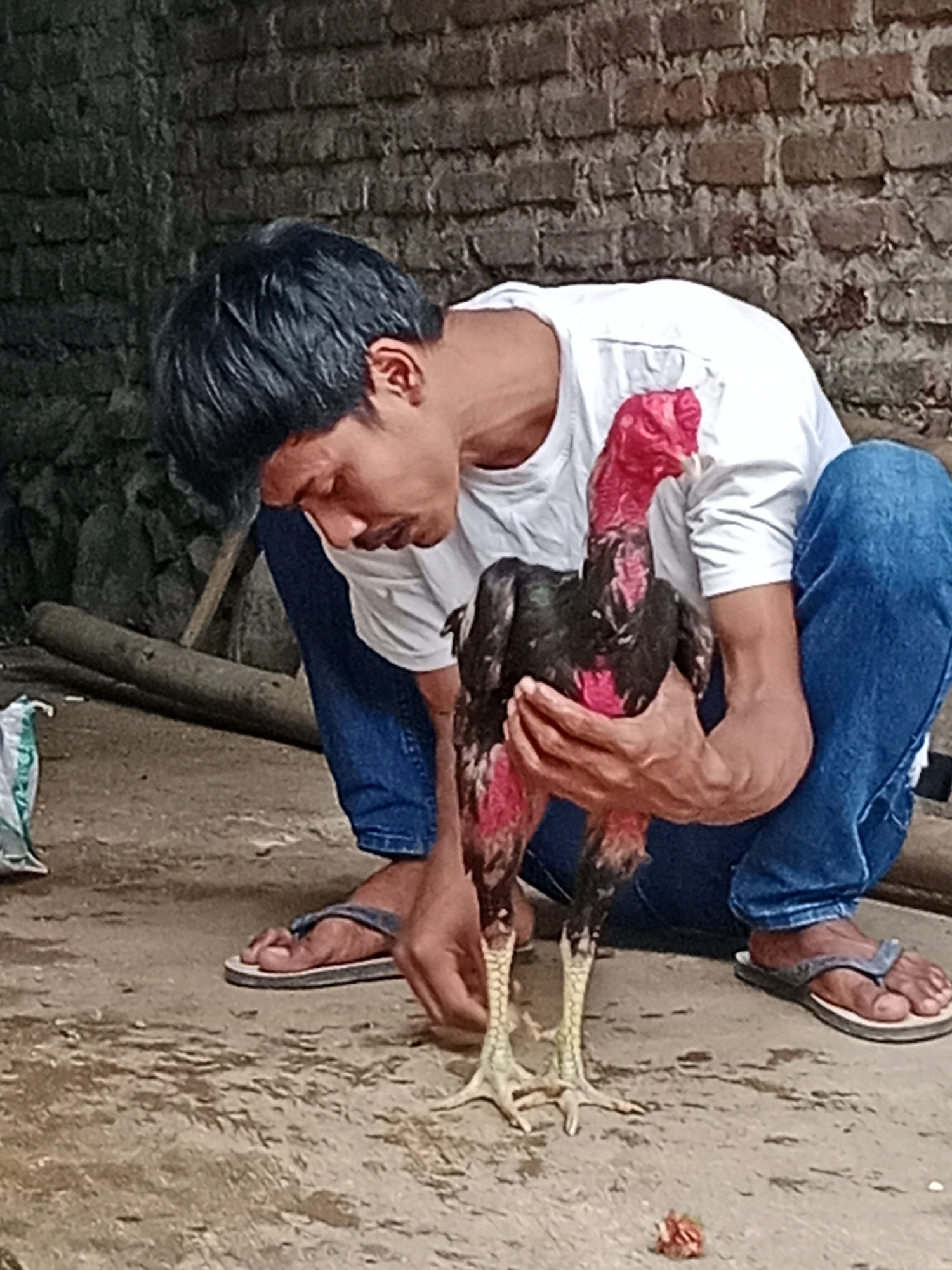 A man with black hair is crouching on a dirt ground, holding a rooster. He is wearing a white t-shirt and blue jeans. The rooster is black with red markings on its neck and legs. The background is a brick wall. The scene appears to be in a rural area, possibly Parage, Indonesia.