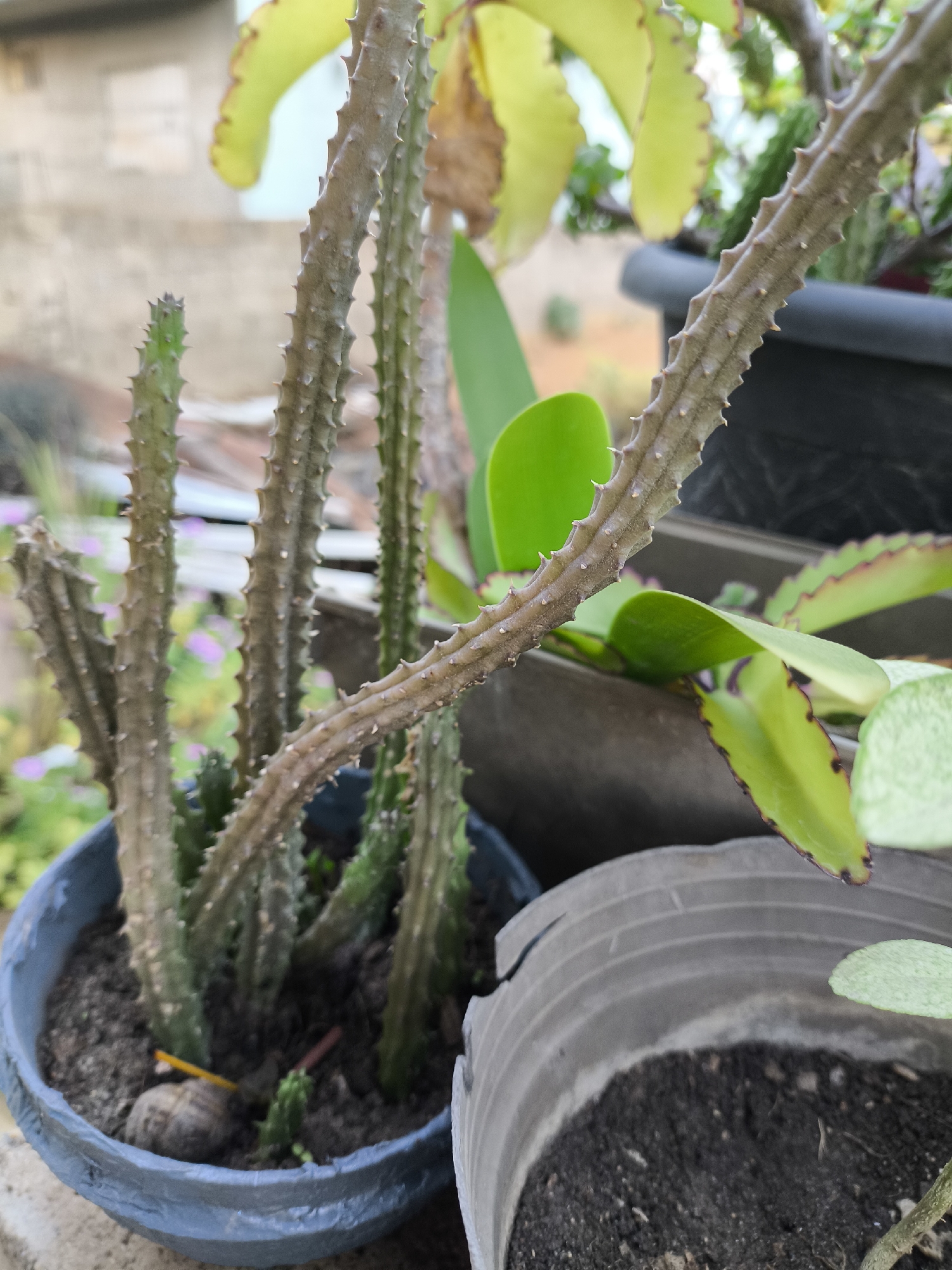 The image depicts a close-up of several potted plants. In the foreground, a blue pot contains a cluster of succulent stems, light brown in color, with raised bumps or ridges along their length. To the right of this pot, another pot of grey plastic shows a crack and contains dark soil. Other green plants with broad leaves are visible behind the cactus-like succulents. The location is implied to be Agua de Vaca, Venezuela, though no specific elements definitively confirm the exact location.