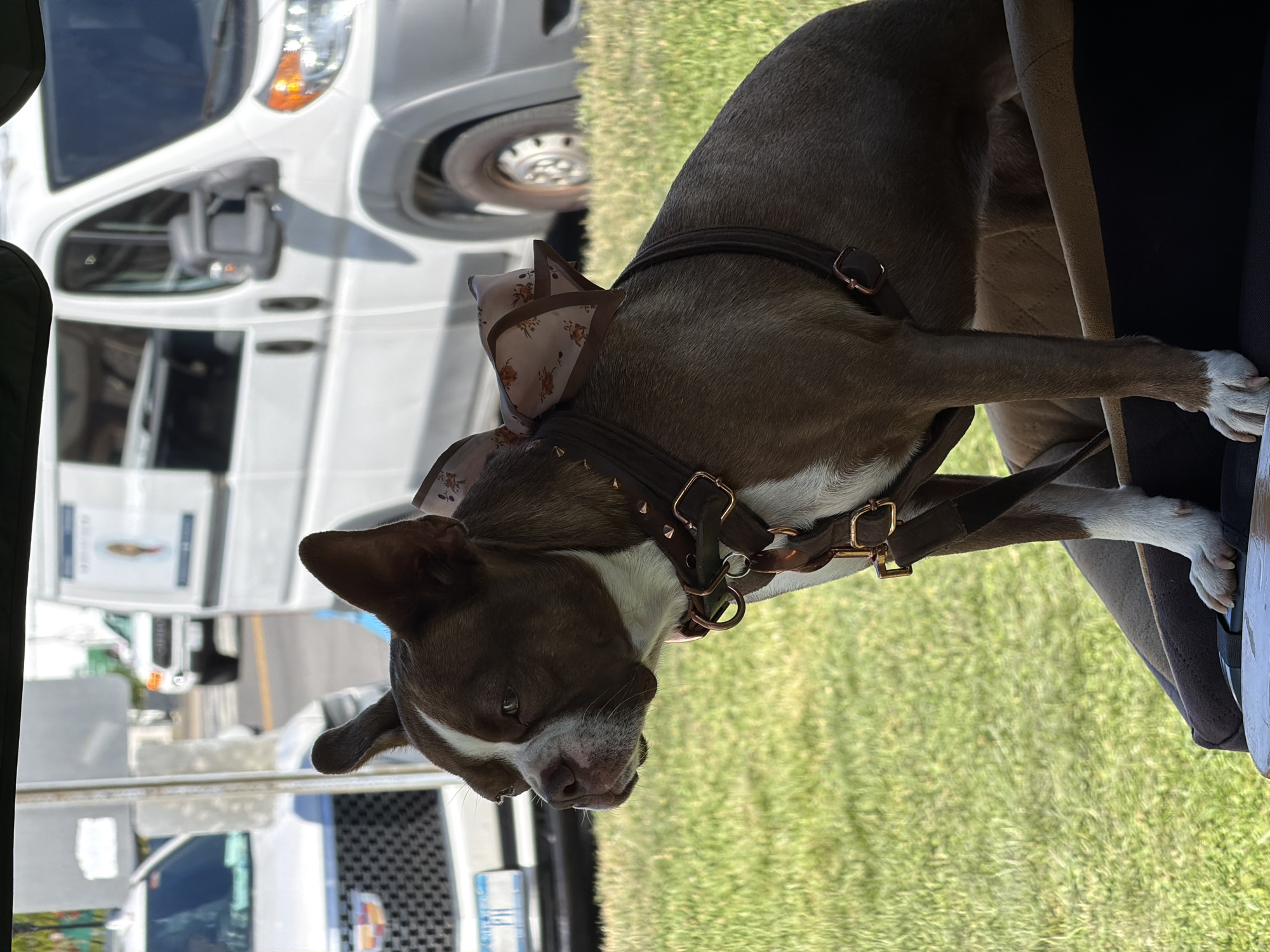 A brown and white Boston Terrier sits in the foreground of an outdoor scene, looking to its left. The dog is wearing a brown collar with gold studs and a matching harness with gold buckles. A brown bow with a floral pattern is attached to the top of its head. The dog is perched on what appears to be a padded seat or dog bed. In the background, a white van is parked to the right, and to the left, a silver vehicle with a black grille is visible. The setting appears to be a street in the Village of Sag Harbor, United States of America, with a grassy area in front of the vehicles. The lighting suggests it is daytime, possibly a sunny day.