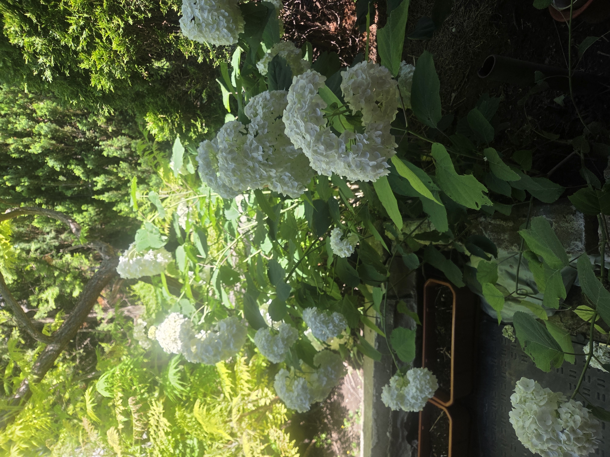 In Sadovo, Bulgaria, a lush garden scene unfolds. The foreground is dominated by a large hydrangea bush with numerous clusters of white flowers, some in full bloom and others still developing. The bush is dense with green foliage, some leaves showing signs of wear. Below the hydrangea, more white flowers are visible, appearing to be from a smaller hydrangea plant or a lower branch.
In the midground, two rectangular planters, likely made of terra cotta, are positioned side-by-side on a dark, textured surface, possibly a paved area. The planters contain dry soil. Behind the planters, a slightly raised area with rough texture, possibly a stone wall or retaining wall, is visible.
The background features a vibrant mix of greenery. To the left, a tree with bright green, finely textured leaves, possibly a Japanese maple, is bathed in sunlight, creating a strong backlight effect. To the right, a dense evergreen hedge, possibly cypress or juniper, forms a dark green backdrop. The overall impression is a well-maintained, naturalistic garden area, likely a residential backyard or a public park space. The lighting suggests it is daytime, with strong sunlight filtering through the trees, creating highlights and shadows. No people are present in the image.