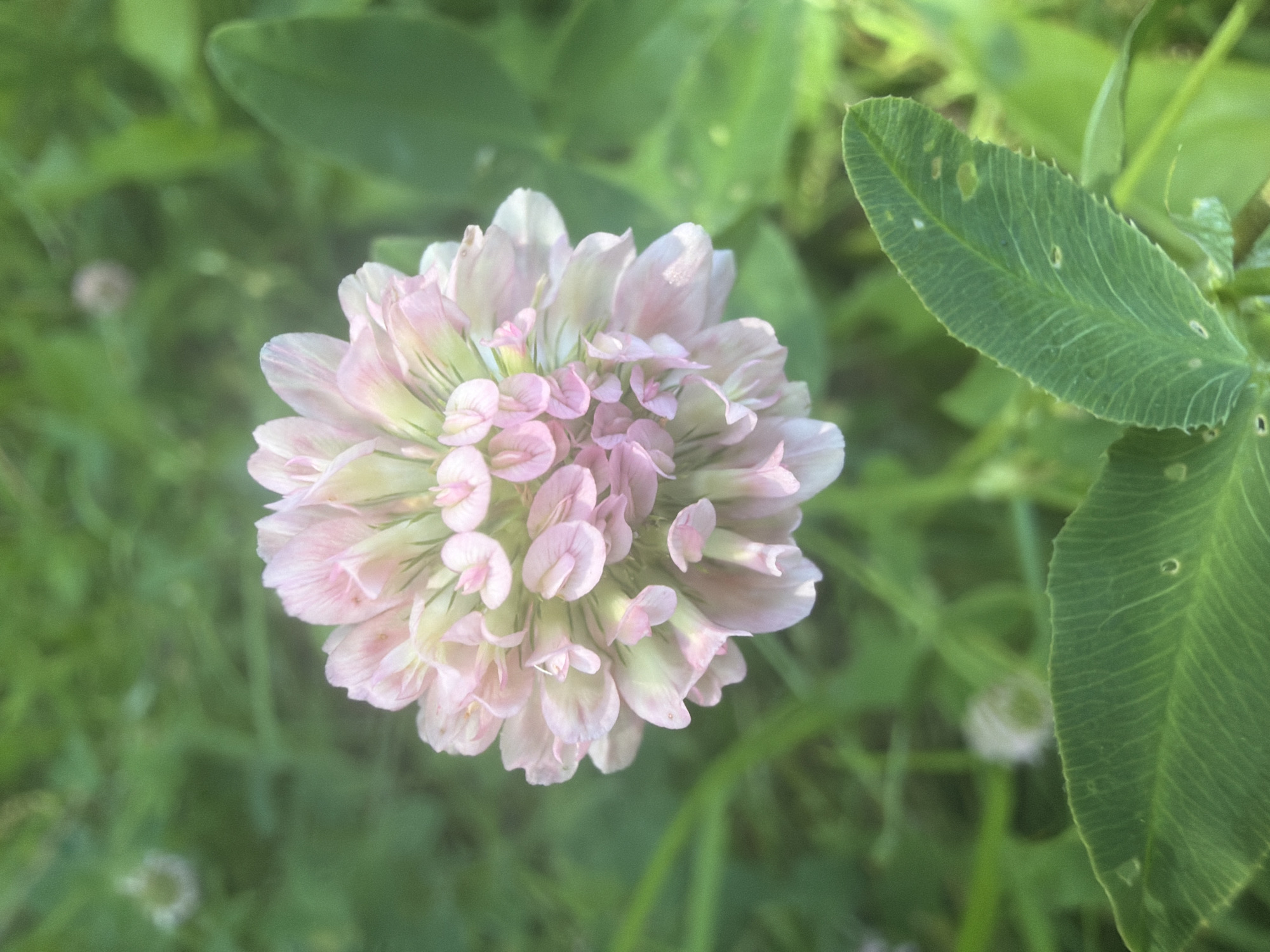 A close-up, slightly out-of-focus shot captures a pale pink and white clover flower in a natural, outdoor setting. The flower's head is composed of numerous small, delicate petals arranged in a rounded cluster. Some petals are a soft pink, fading to white at the tips, while others are predominantly white with subtle pink undertones. The bloom is surrounded by blurry green foliage, suggesting a meadow or garden environment. To the right of the flower, a large, serrated green leaf is visible, also slightly out of focus. The overall lighting is soft, indicating it may be daytime, possibly morning or late afternoon, with diffused sunlight. The shallow depth of field blurs the background, drawing attention to the central flower. There are no visible people, text, or specific event depicted. The location context of Vidnoye, Russia, suggests a temperate climate.