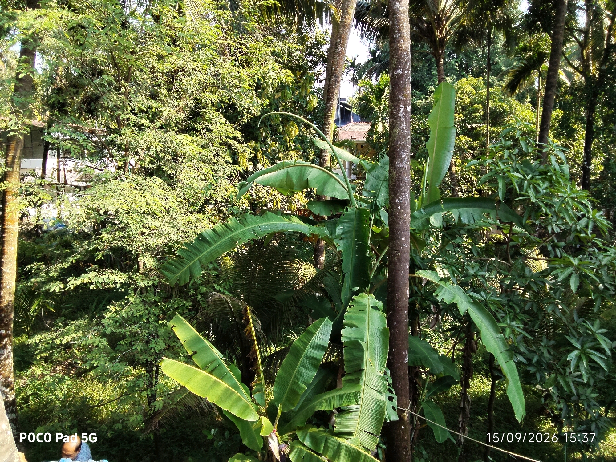 The image captures a view of lush greenery and trees in Kanjany, India. In the foreground, a banana plant with large, vibrant green leaves is prominently displayed. To the left, the textured trunk of a palm tree is visible, with a portion of a building's white wall peeking through the dense foliage behind it. Further back, more palm trees and various other trees with dense green leaves fill the frame, creating a natural, overgrown landscape. A digital timestamp in the bottom right corner reads "15/09/2026 15:37." In the bottom left corner, a watermark states "POCO Pad 5G." At the very bottom edge of the image, a person's head and shoulder, wearing a light-colored garment, are partially visible. The scene is illuminated by natural sunlight, casting shadows and highlighting the textures of the leaves and tree trunks.