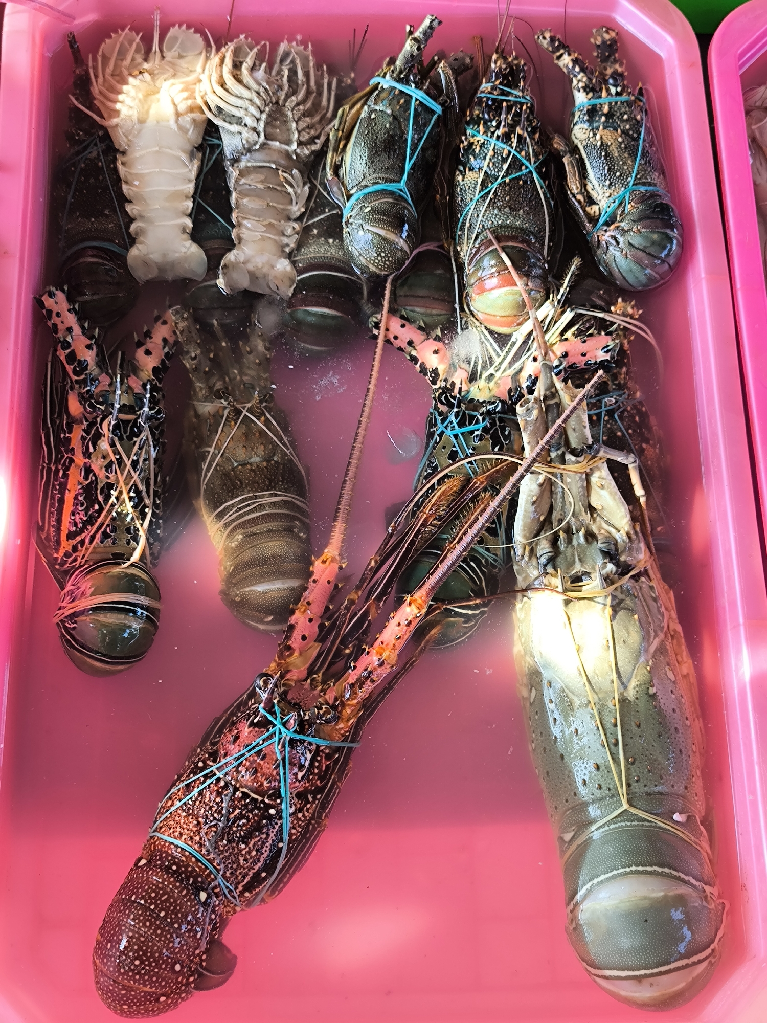 The image depicts a collection of various lobsters in a pink plastic container, likely filled with water, in Kuta, Indonesia. The lobsters are of different colors and sizes, with some appearing white or pale, while others are green, brown, or a speckled reddish-brown. Many of the lobsters are bound with elastic bands, presumably to keep their claws secured. The container is set against a backdrop of a pink and green surface, suggesting it might be part of a market display.
