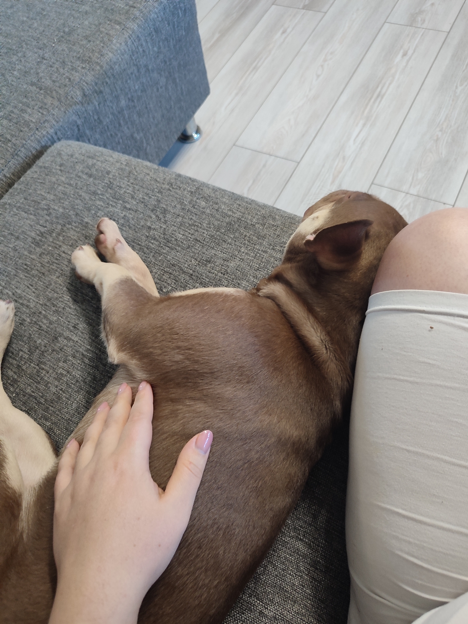In this close-up shot, a brown dog is sleeping on a gray sofa, nestled against a person's leg. The dog's head is resting on the person's thigh, and its eyes are closed, indicating it's in a deep sleep. A hand with light pink nail polish is gently resting on the dog's side, a gesture of affection and comfort. The background shows a light-colored wooden floor with planks laid diagonally, suggesting an indoor setting. The sofa appears to be made of a textured fabric. The lighting is soft and even, hinting at daytime, possibly indoors with natural light. The scene evokes a sense of peace and relaxation, with the dog and person sharing a quiet moment of rest. The image is devoid of any visible text. The location context provided is Vsevolozhsk, Russia.