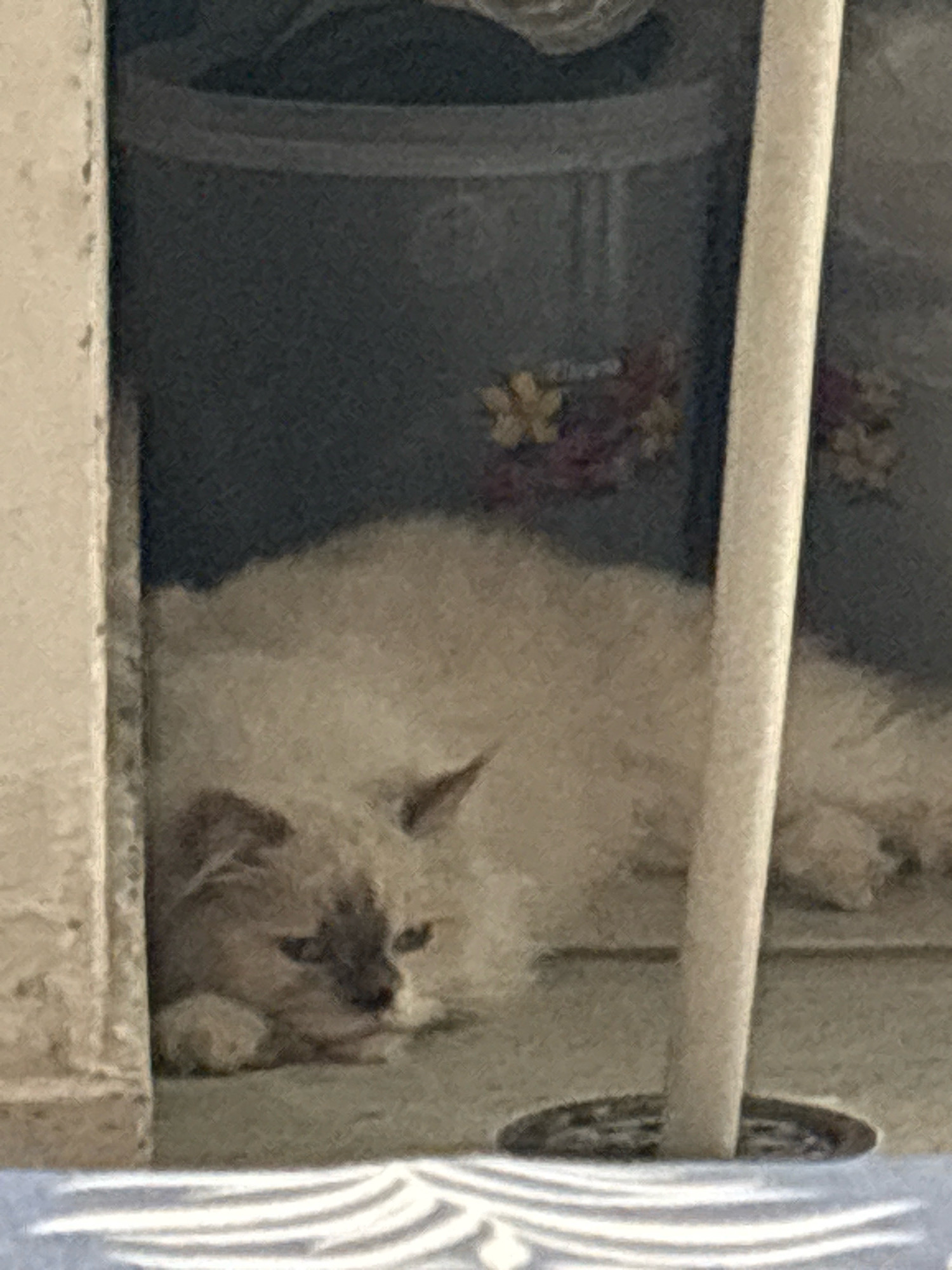 A light-colored, long-haired cat is lying down on a gray surface, partially obscured by a vertical white pole. The cat's fur appears fluffy, and its face is visible, with dark eyes and darker markings around its nose and ears. Behind the cat, a dark blue background is visible with faint floral patterns. The scene is dimly lit, creating a soft focus effect. The image's context is the city of Sahauran, India.