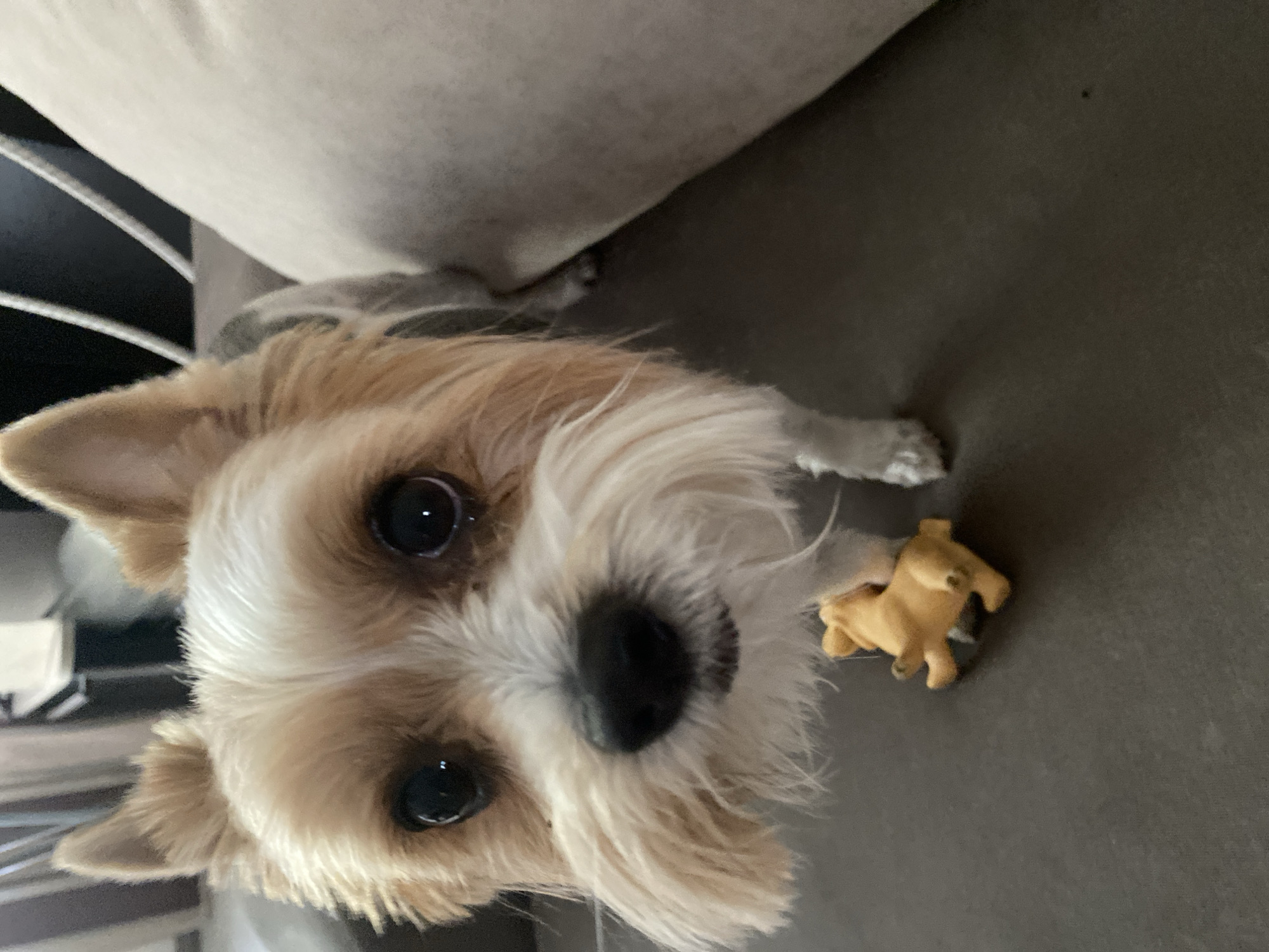 A close-up, eye-level, full-body shot shows a small Yorkshire Terrier dog standing on a dark grey surface. The dog has tan and white fur, with tan markings around its face and ears, and white fur on its chest and muzzle. Its large, dark eyes are looking directly at the camera. A small, yellow, pig-shaped dog toy is positioned on the surface in front of the dog's paws. The background is blurred, showing a light-colored upholstered object to the right and vertical lines of a lighter color to the left. The scene appears to be indoors, possibly in a residential setting. There is no identifiable information related to the city of Linyovo, Russia.