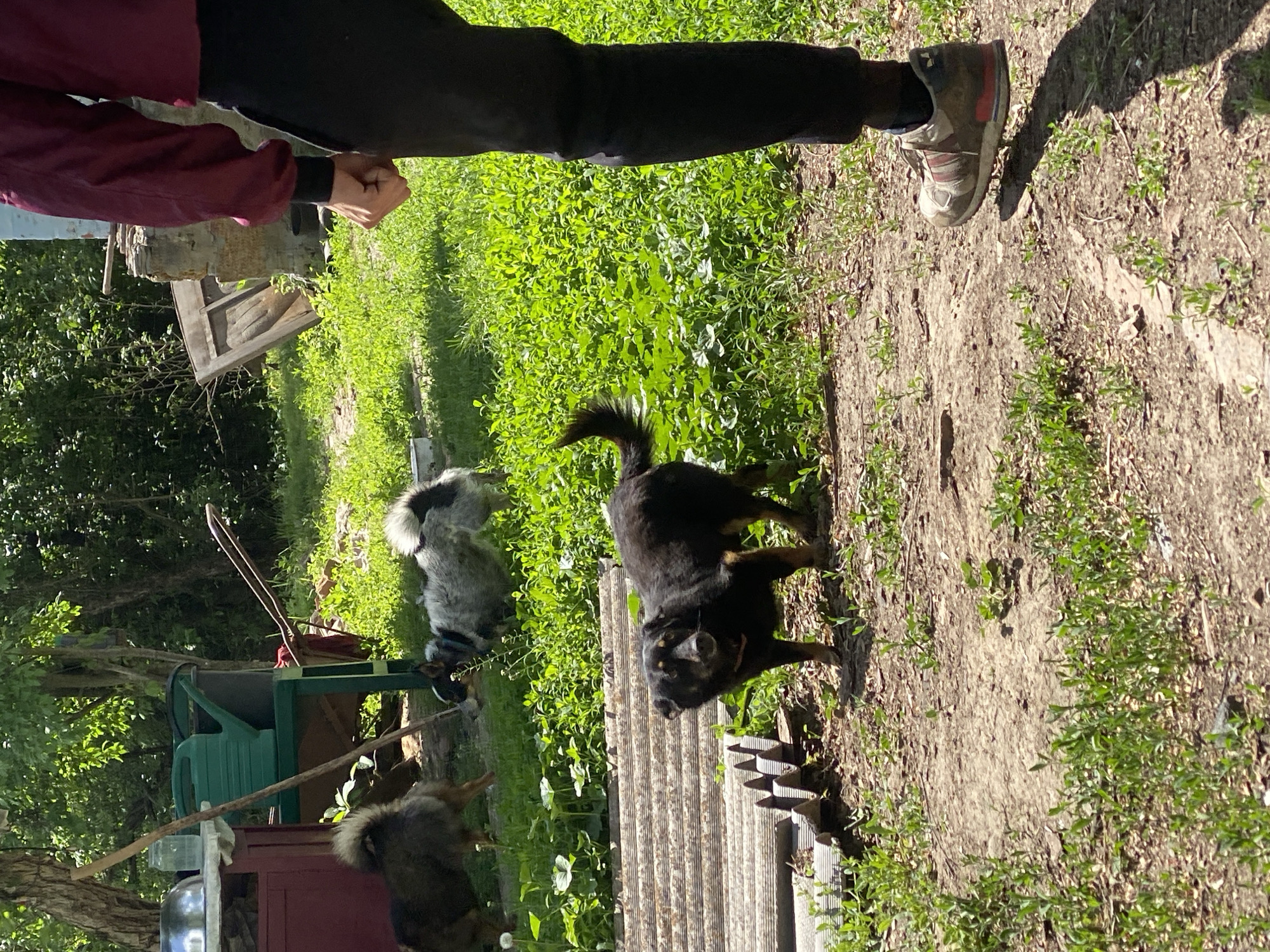 The image captures a rural scene in Ustyvytsia, Ukraine. A person wearing black pants, a burgundy jacket, and tan sneakers is standing at the edge of the frame. In the foreground, a black dog is centered, standing on the ground, with a corrugated metal sheet nearby. Behind it, slightly to the left, is a gray and white dog. Further in the background, another, mostly obscured, gray dog is visible. The ground is a mix of dirt and green vegetation. The lighting suggests a sunny day. Various objects like gardening tools and a green watering can are visible amidst the foliage and structures in the background, hinting at a garden or yard setting.
