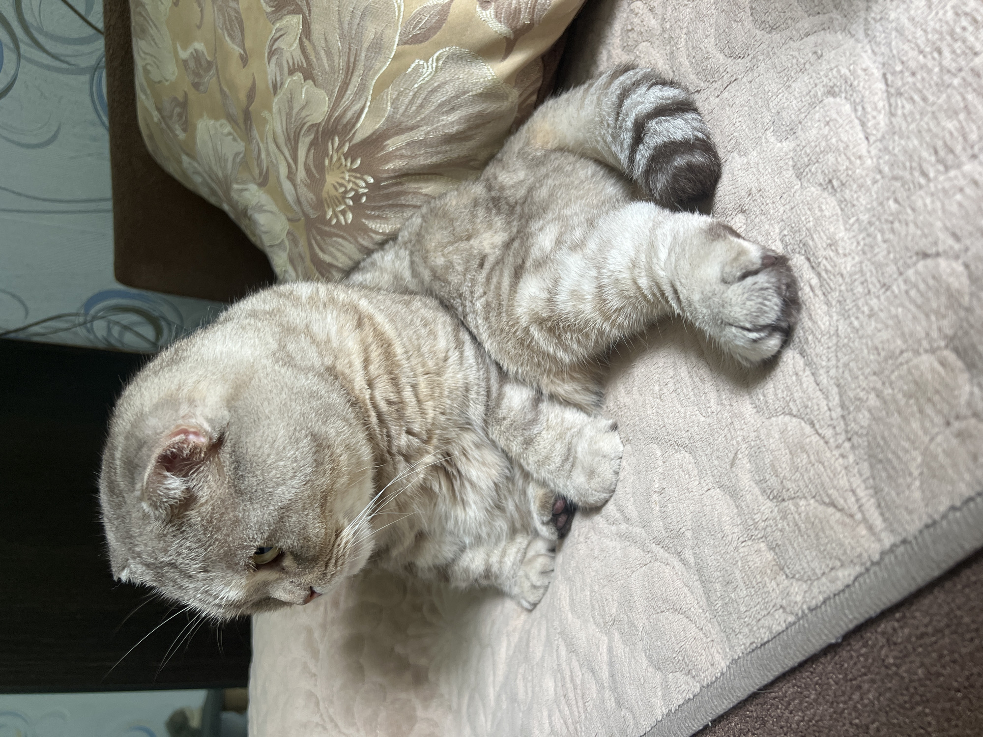 A light-colored tabby cat, identifiable as a Scottish Fold due to its distinctive folded ears, is depicted resting indoors. The cat has soft, grey and beige fur with faint tabby stripes visible across its body and a more pronounced striped pattern on its tail. It lies on a light-colored, soft, possibly quilted blanket or throw, which covers a darker brown surface beneath.
The cat is positioned with its body stretched out, its head turned downwards and to the left, revealing a glimpse of its light greenish-yellow eye and pink nose. Its white whiskers are prominent. One paw is visible, curled underneath its body, while another is partially extended. Behind the cat's upper body, a large cushion with a beige and brown floral pattern provides support.
In the background, to the left of the cushion, a wall features a light blue and grey swirly or wave-like pattern, possibly from wallpaper. A dark brown object, likely a piece of furniture such as an armrest or headboard, is also visible. The lighting is soft and consistent with an indoor setting. The scene conveys a sense of peaceful rest.
No visible text is present in the image. The location context provided for this image is Chaikovsky, Russia.