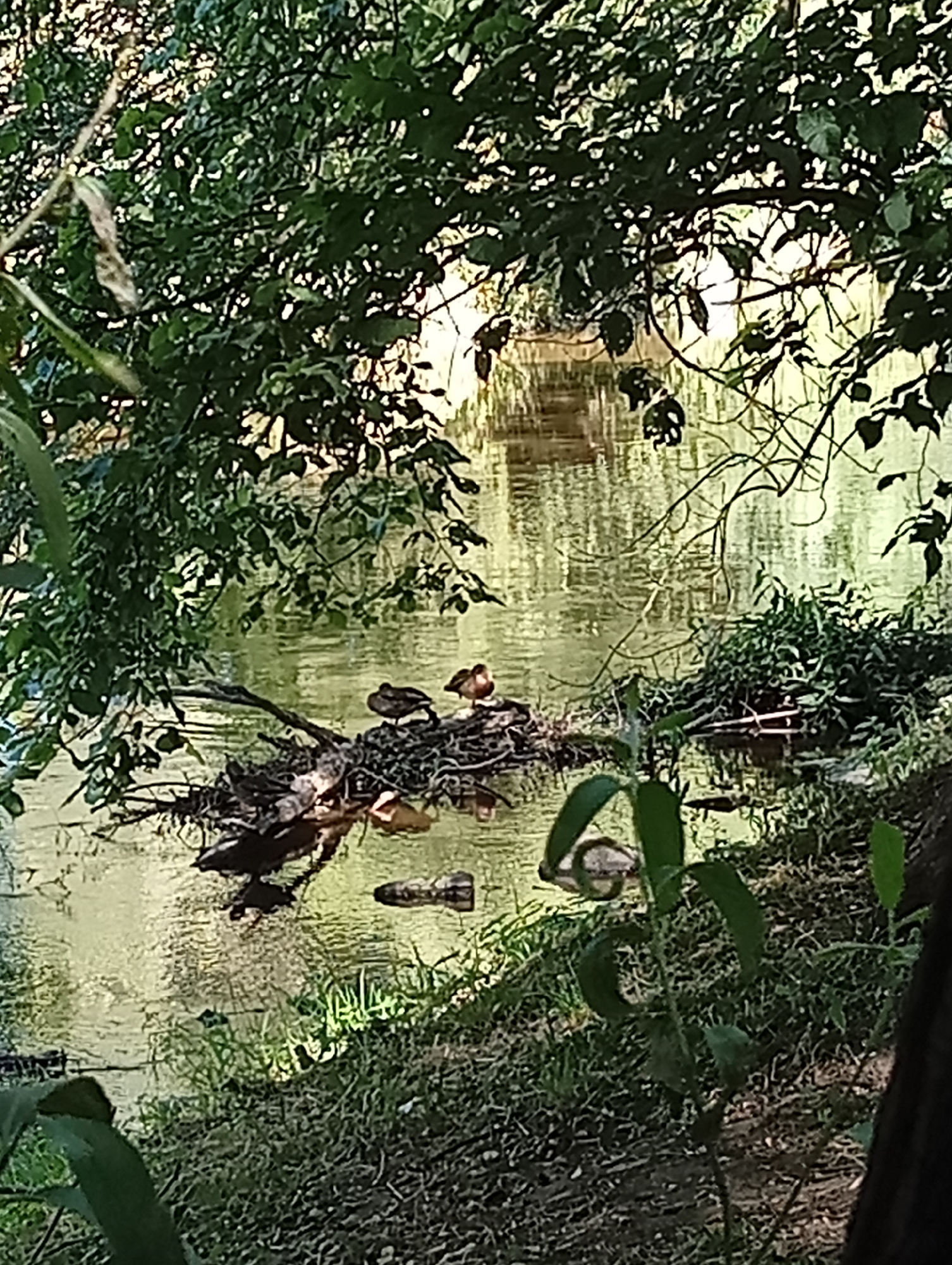 The image captures a tranquil scene of a body of water, likely a pond or slow-moving stream, surrounded by lush greenery. Overhanging branches and leaves from dense foliage create a natural canopy, dappling the water's surface with sunlight and shadow. In the center of the frame, a collection of sticks and debris forms a makeshift platform or nest near the water's edge. Perched atop this structure are at least three ducks, their dark silhouettes contrasting with the glistening water. The water itself reflects the surrounding vegetation and the soft light, creating a textured, rippling effect. The foreground shows the bank of the water body, covered in grass and fallen leaves, with a few plants growing amongst it. The overall impression is one of a peaceful, natural environment within an urban or suburban setting, possibly a park or a less developed area of Tišnov, Czechia.
