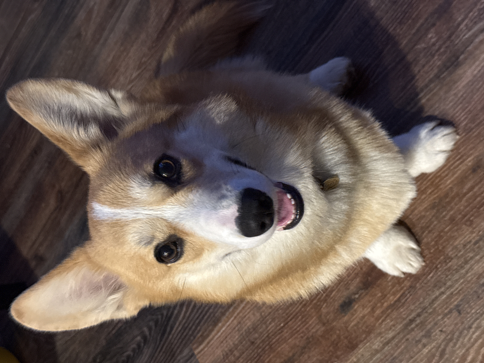 A corgi dog is looking up at the camera with its mouth slightly open, likely on a wood floor. The location is not identifiable as Votkinsk, Russia. There are no people visible. The dog is the main subject, and the wood floor is the primary object in the environment. The action is the dog looking up. There are no interactions visible. The environment is a dimly lit interior with a wood floor.