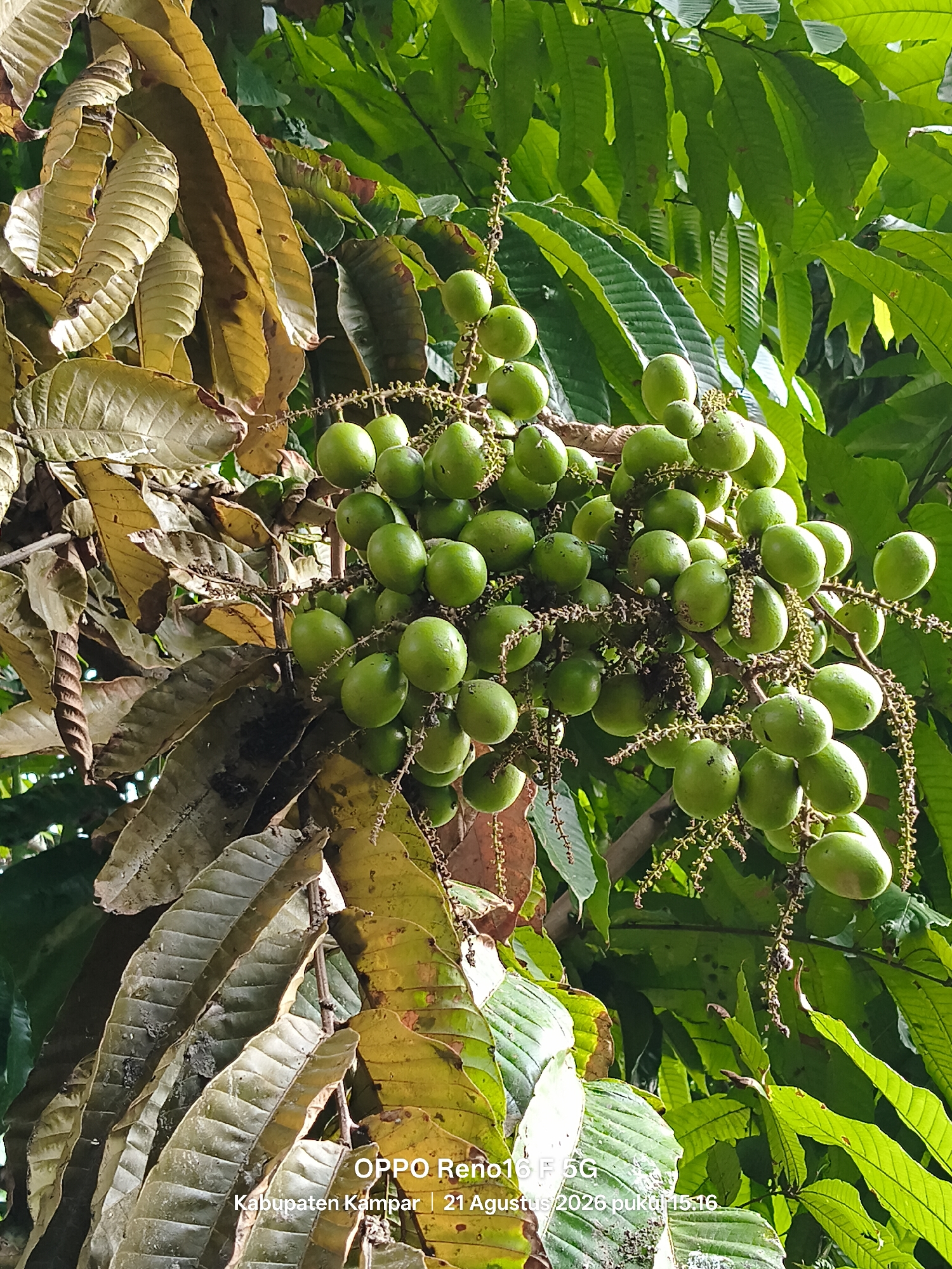 A close-up, eye-level shot captures a cluster of unripe, green fruits hanging from a tree branch, interspersed with both vibrant green and dried, brown leaves. The fruits are oval-shaped and appear to be growing in bunches. The background is filled with lush green foliage. In the bottom right corner, a watermark reads "OPPO Reno16 F 5G Kabupaten Kampar | 21 Agustus 2026 pukul 15:16", indicating the location as Kampar Regency, Indonesia, and the date and time of capture.