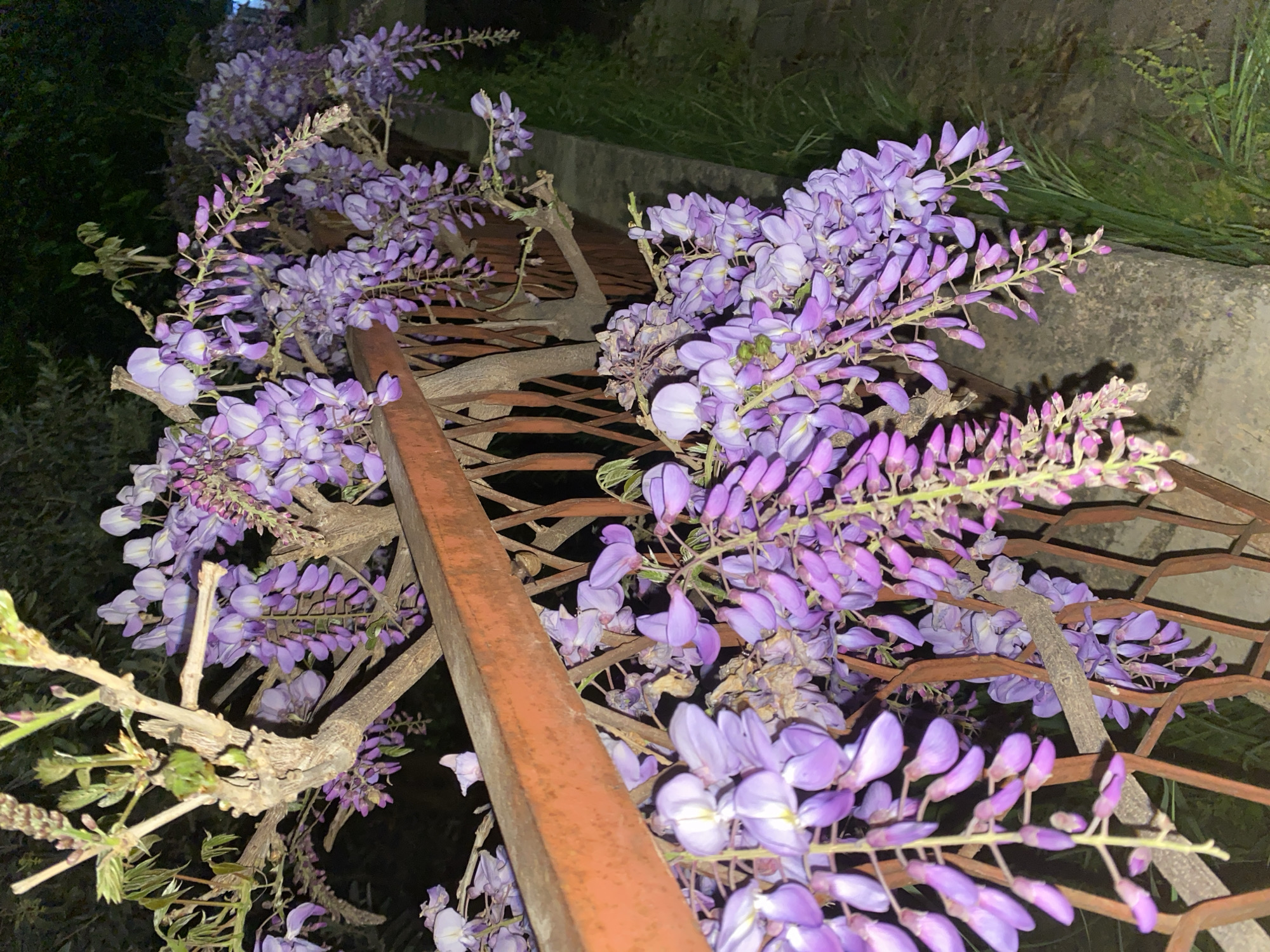 A close-up shot depicts wisteria vines draping over and through a rusty, metal grid structure with a prominent, orange metal beam. The wisteria is in full bloom, showcasing clusters of purple flowers. The background includes a dark area on the left suggesting foliage, and a concrete wall with some greenery on the right. The lighting is dim, implying it's night or dusk. While it is difficult to confirm that it is in Alanya, Turkey, based solely on the visual information provided, the plants and architecture are consistent with that region. The focus is on the interplay between the organic nature of the flowers and the manufactured metal elements.