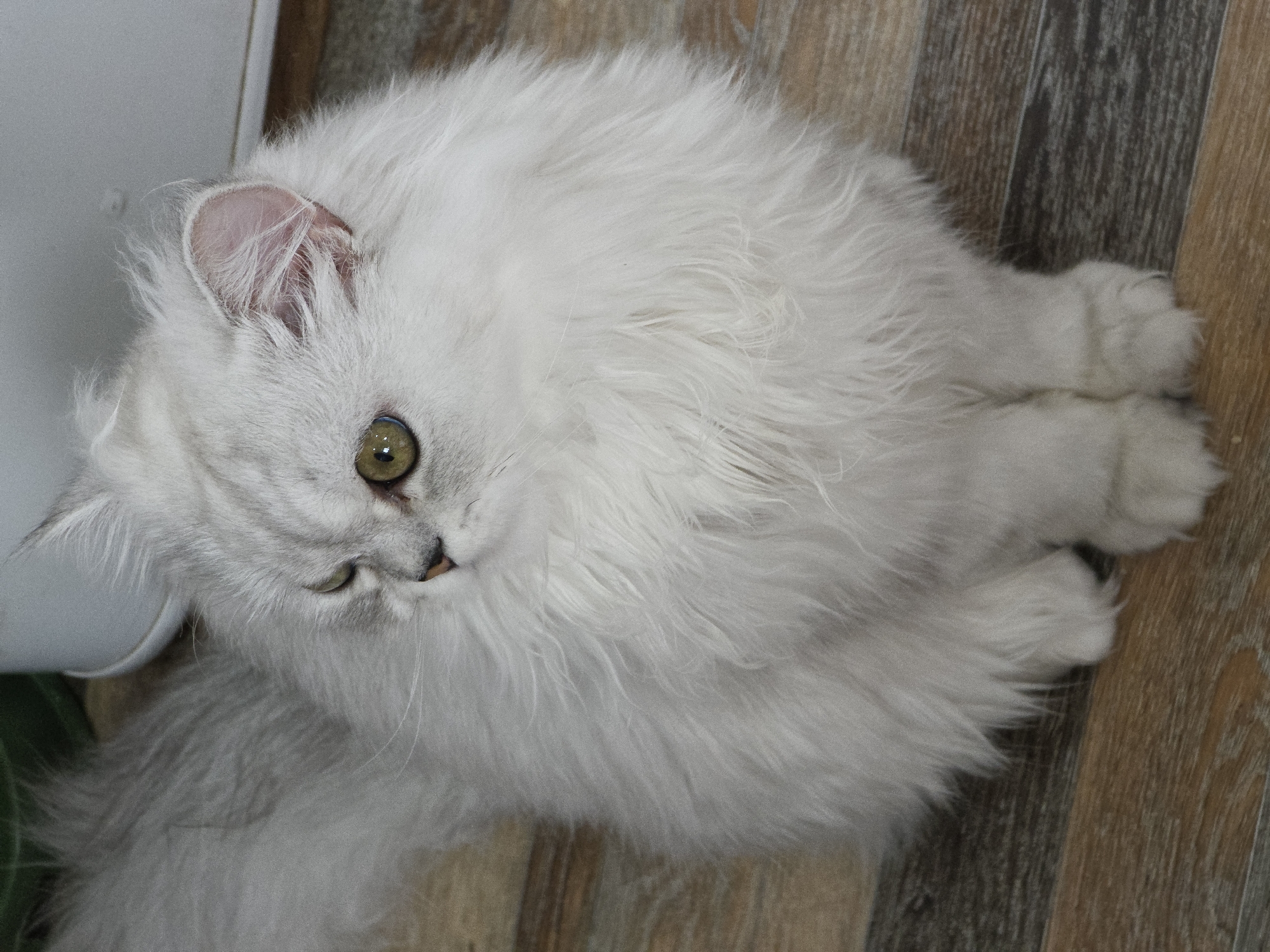 A fluffy white cat with green eyes sits on a wooden floor, its gaze directed to the left. The cat is predominantly white, with subtle grey tabby markings on its face and tail. Its fur is long and appears soft. The floor is composed of planks with varying shades of brown and grey. In the upper left corner of the image, a blurred green object and a portion of a white cylindrical object are visible. The scene appears to be indoors. There is no information available to determine its location in the city of Novocheboksarsk, Russia.