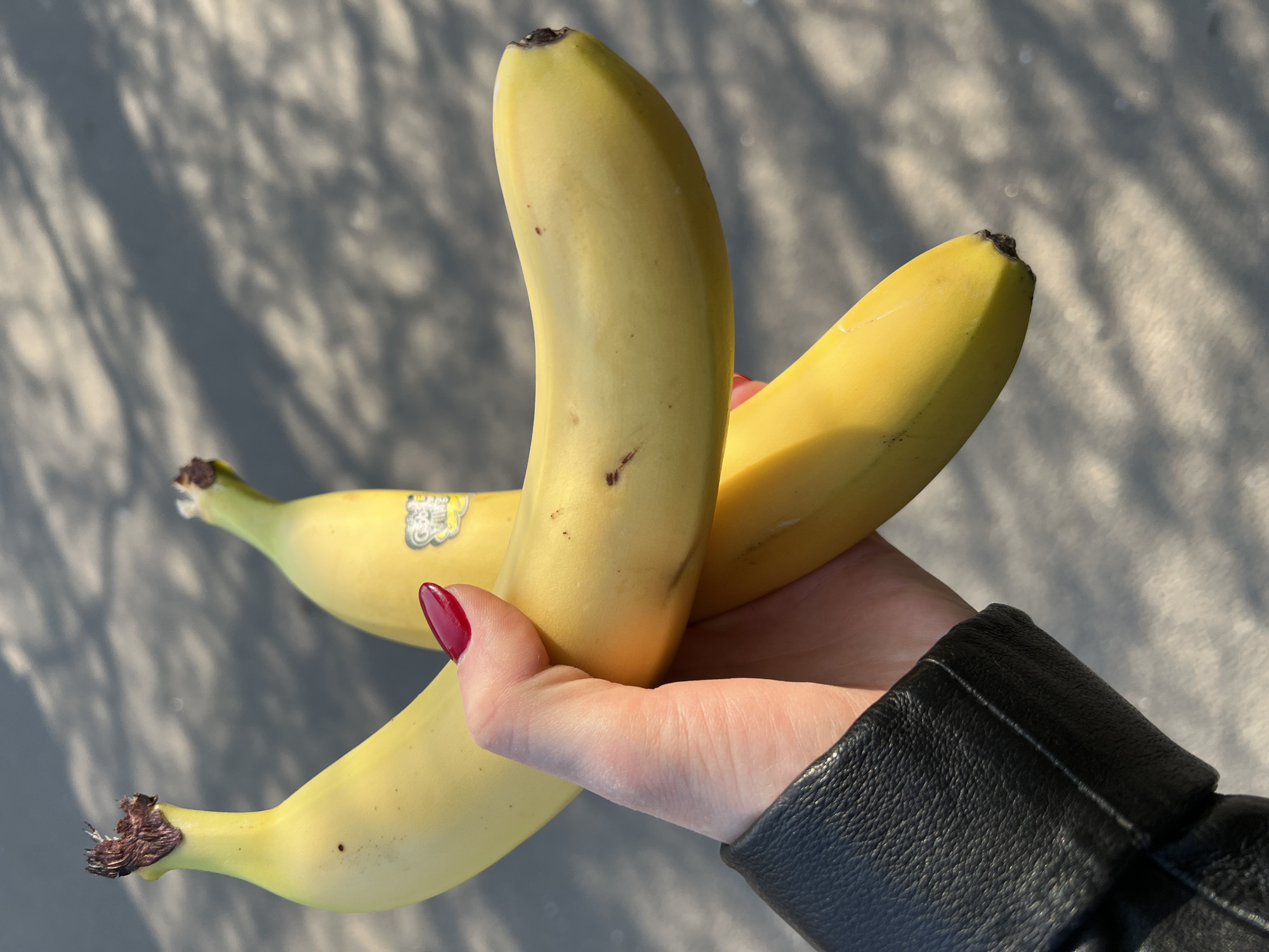 A person is holding three ripe bananas in their hand, likely outdoors. The hand is wearing a black leather jacket sleeve, and the fingernails are painted a dark red. The bananas are a bright yellow color, with some slight browning at the tips. A sticker is visible on one of the bananas. The background is a neutral gray surface with tree shadows cast upon it. Without any additional information or landmarks, it is impossible to determine if this image was taken in Saint Petersburg, Russia.