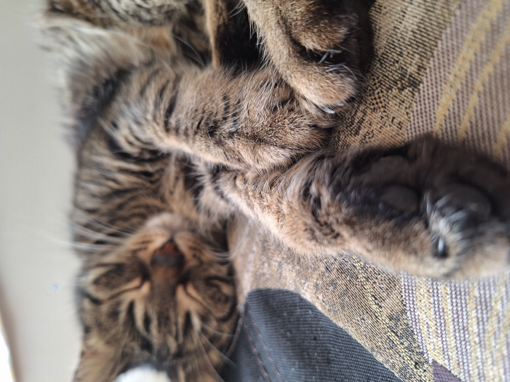 A brown tabby cat is lying on its back on a patterned, possibly woven, surface. The cat is partially out of focus, with its paws appearing closer to the camera and in sharper focus. The background includes a light-colored wall and a dark, possibly denim, material. The location and specific city are unknown.