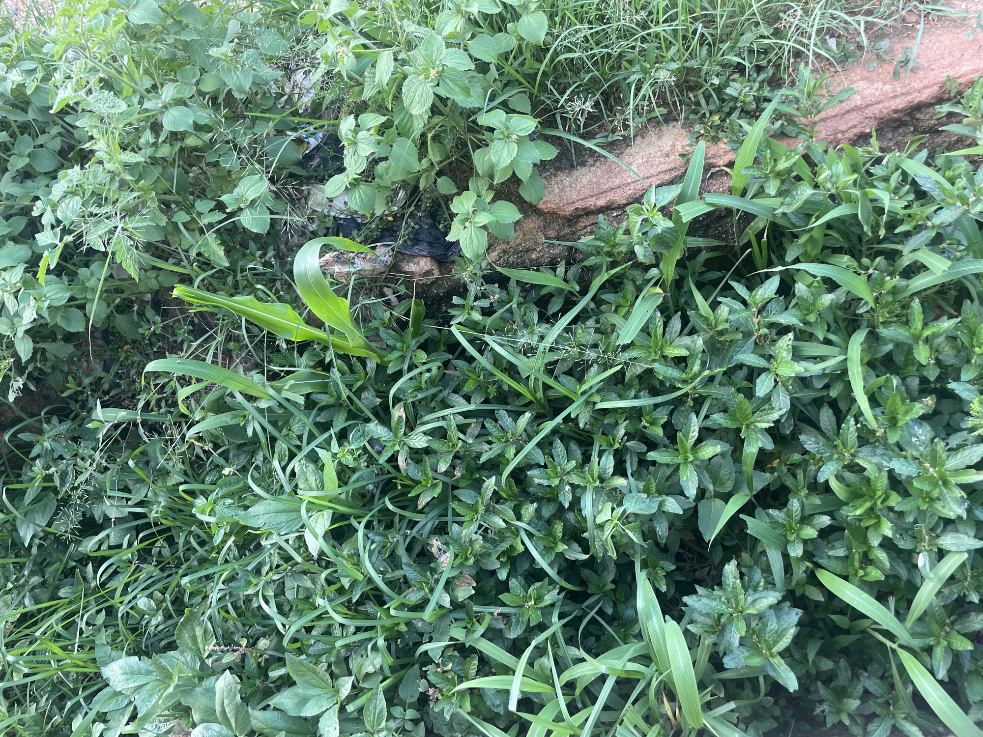 The image shows a close-up, overhead view of a dense patch of overgrown vegetation in Udu, Nigeria. The scene is dominated by various green plants, including broad-leafed plants, tall grasses, and smaller leafy shrubs. Some of the plants appear to be growing along the edge of a reddish-brown, rough-textured surface, which might be a brick or stone border, or possibly exposed tree roots. There are also hints of some scattered debris, including what appears to be dark plastic bags and possibly some crumpled paper, suggesting the area might be near a refuse collection point or is generally untended. The lighting suggests it is daytime, with no direct sunlight, indicating a shaded or overcast environment. There are no people or animals visible in the image. The overall impression is one of unchecked natural growth in an urban fringe or neglected area.