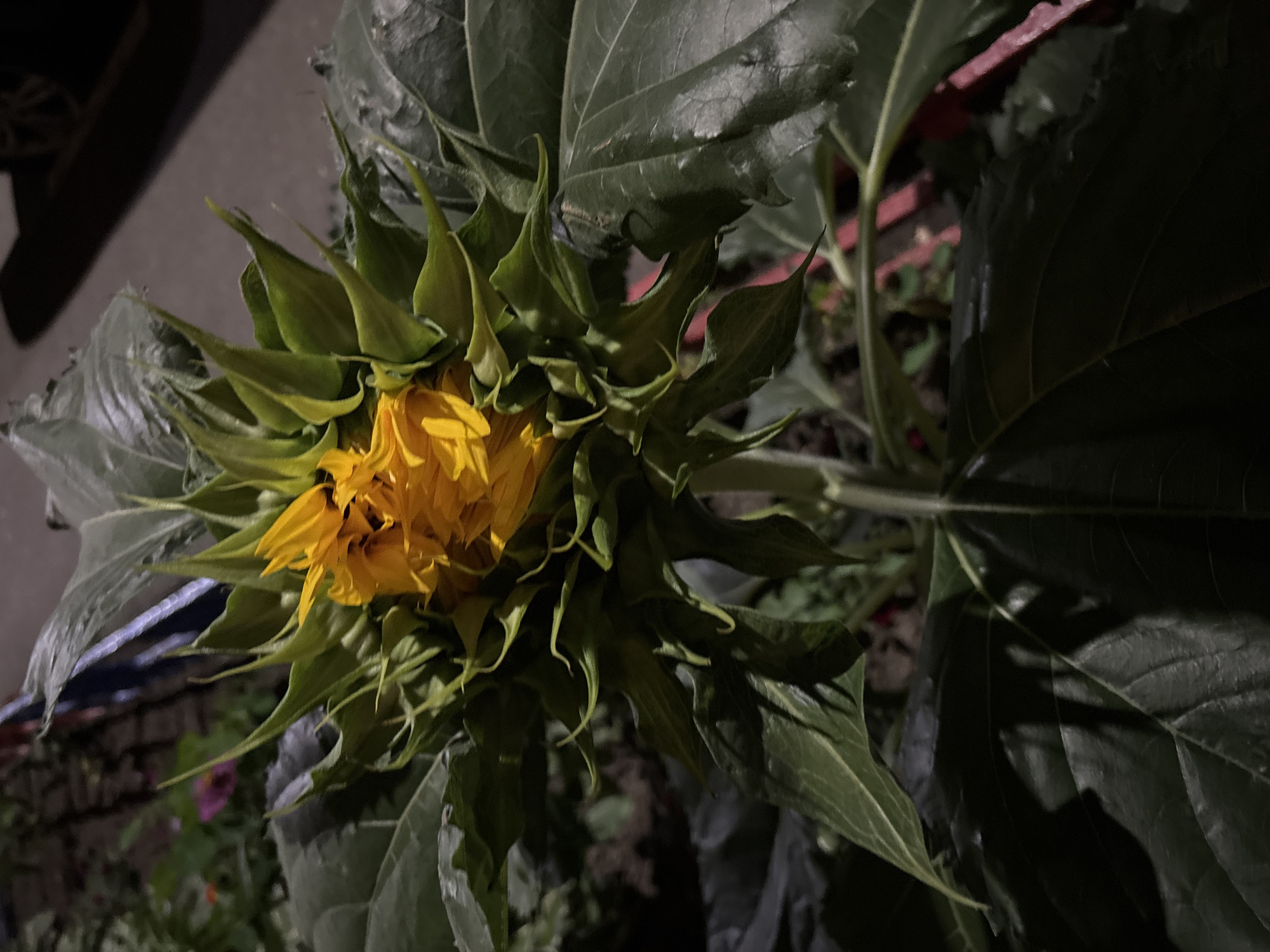 A close-up, outdoor, nighttime photograph captures a sunflower head that is not yet fully bloomed. The sunflower is surrounded by large, dark green leaves. The center of the flower is visible, showing a bright yellow color, but the petals are still mostly enclosed by the green bracts. The background is blurred and dark, suggesting a residential or garden setting. The image appears to have been taken in Odintsovo, Russia.