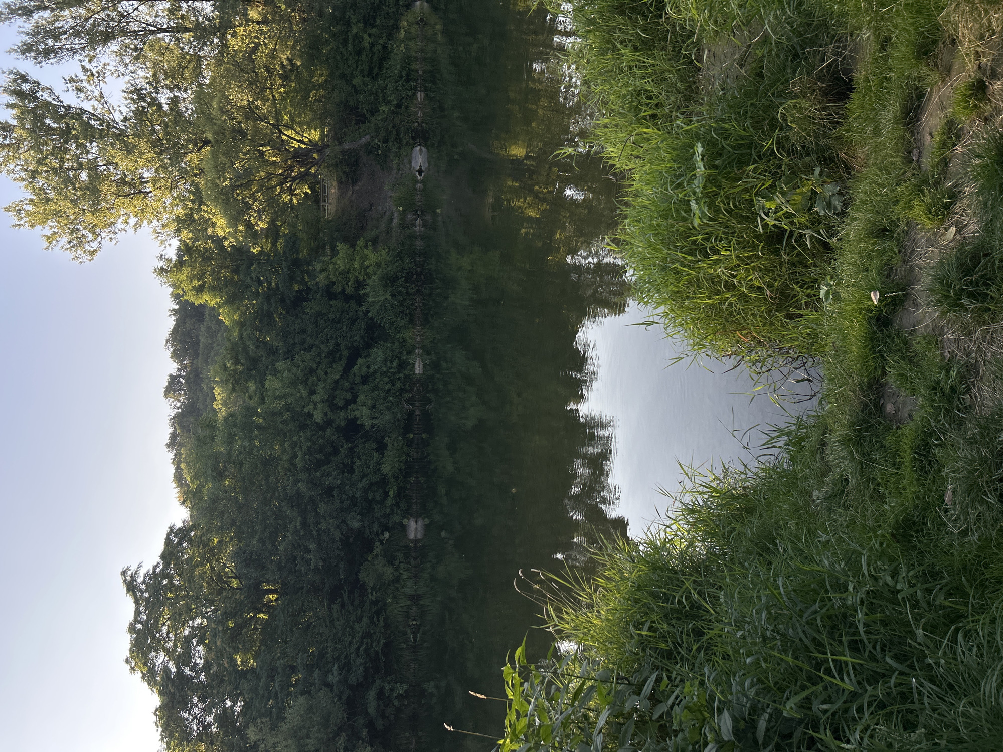 The image depicts a serene natural scene by a body of water. In the foreground, lush green grass and foliage line the bank of a calm river. The water's surface is dark and reflects the surrounding trees and the pale blue sky. The middle ground shows the river stretching into the distance, bordered by a dense forest on the opposite bank. The trees are a mix of green deciduous foliage, with some taller trees catching the sunlight, particularly on the right side of the frame. The sky is clear and bright, indicating it is daytime. The overall impression is one of tranquility and natural beauty, likely a rural or park-like setting. The scene is consistent with the natural environment found in or near Kamianytsia, Ukraine, which is known for its green spaces and proximity to rivers. There are no people or specific man-made structures prominently featured, suggesting a natural landscape.