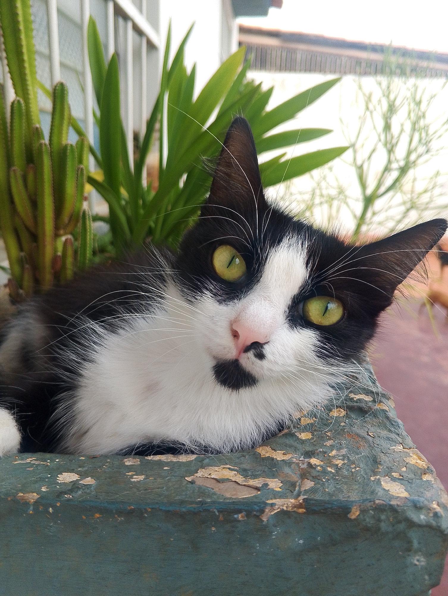 A black and white cat rests in a flower pot. The flower pot contains succulents and green leafy plants. The paint on the flower pot is worn. A window with vertical bars is visible in the background. It is unclear if the image was taken in San Carlos, Venezuela.