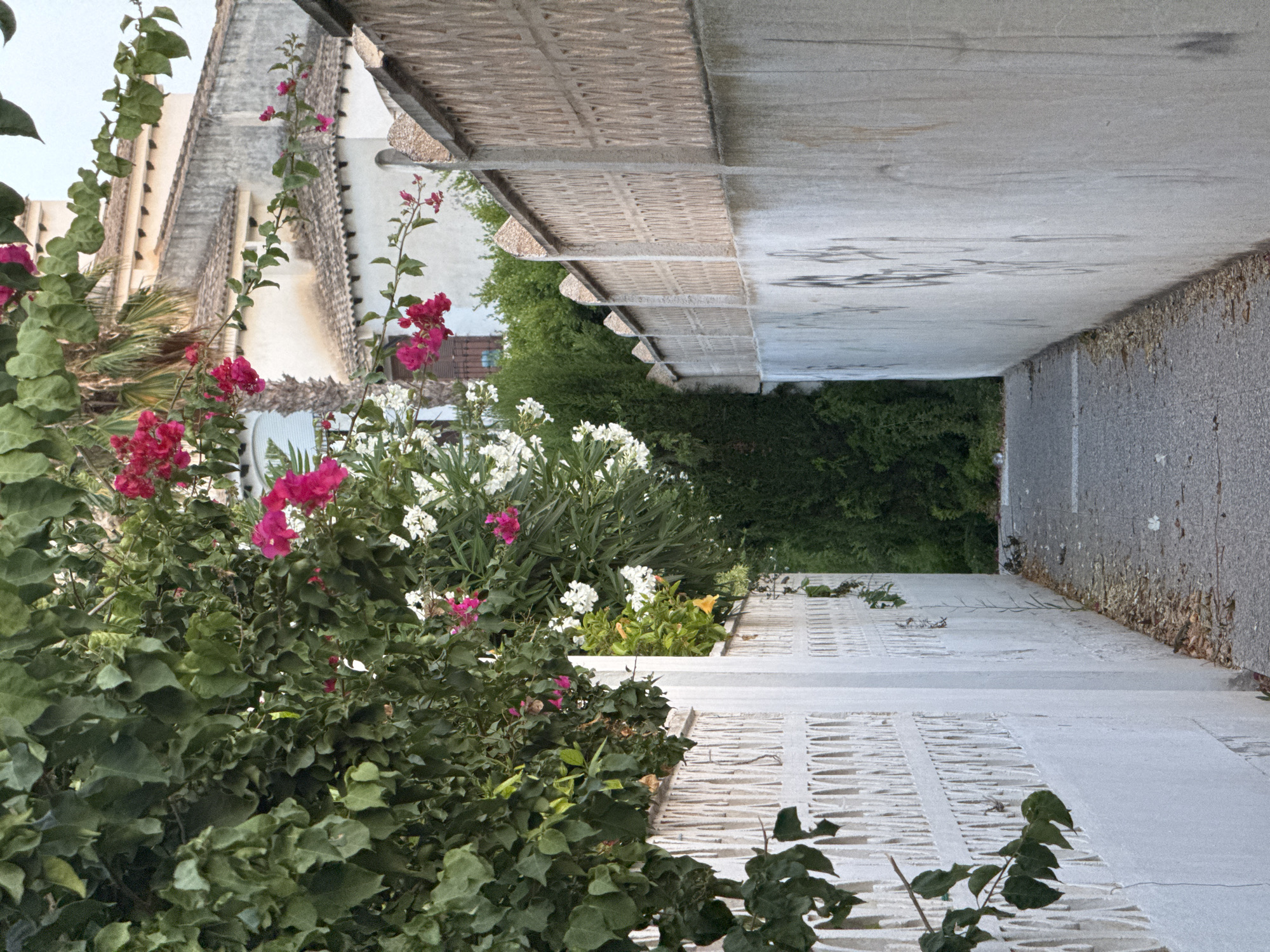The image depicts a narrow, paved alleyway in Torrevieja, Spain, flanked by white, textured walls on either side. The wall on the left features a decorative, openwork pattern with vertical supports. The wall on the right is a solid concrete structure with visible graffiti marks. Lush green foliage and flowering plants, including bright pink and white bougainvillea, cascade from overhead and from within the alley. In the background, a building with a tiled roof and a palm tree are visible. The ground of the alley is covered in dry leaves and small pebbles. The scene appears to be outdoors in daylight.