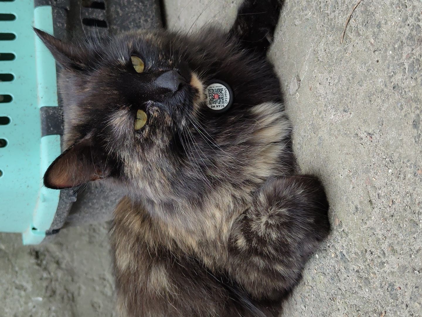 A tortoiseshell cat with long, fluffy fur and green eyes is lying on a concrete surface. The cat is wearing a circular, black and white tag on a collar around its neck, which features a QR code and some text. Behind the cat, a teal and black pet carrier is visible. The background appears to be a rough, grey wall. The lighting suggests it is daytime.