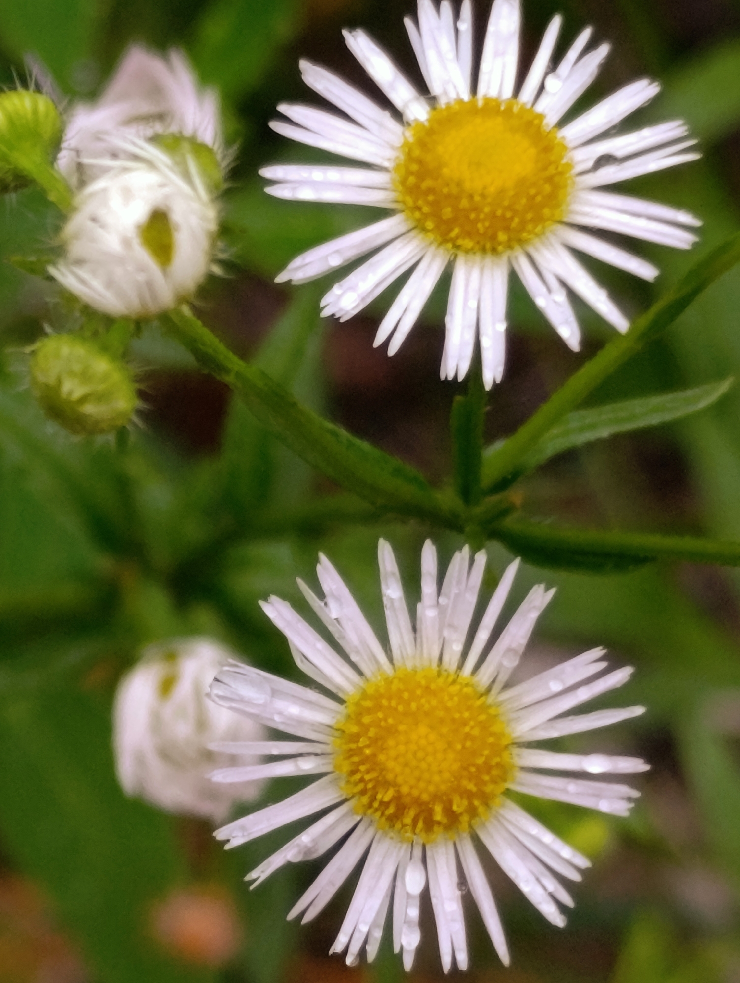 The image shows a close-up view of several daisy-like flowers with white petals and yellow centers. Some of the flowers are in full bloom, while others are still buds. The petals of the open flowers have water droplets on them, suggesting it may have rained recently. The flowers are set against a backdrop of blurred green foliage, indicating an outdoor setting. One of the buds, located on the left side of the image, is partially open, revealing its inner structure. The scene is tranquil and natural. The image was captured in the city of Vashisht, India.