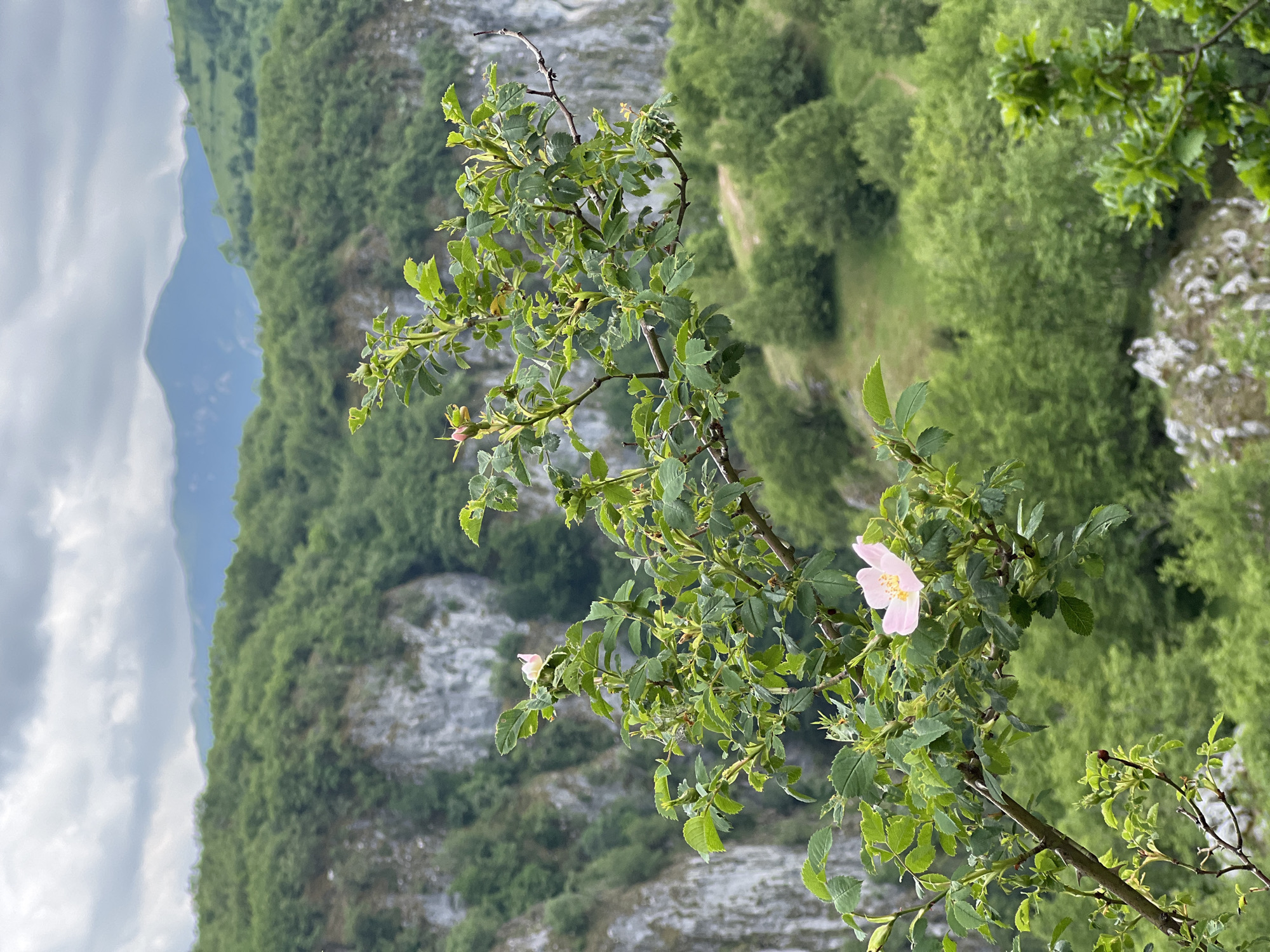 The image captures a vibrant natural landscape, likely in Duži, Montenegro, under a cloudy daytime sky. The perspective looks down into a vast valley or gorge.
In the foreground, a branch of a wild rose or similar plant extends from the right, adorned with numerous green leaves and delicate, light pink flowers. One prominent flower with a pale pink petal and a yellow stamen-filled center is clearly visible, while smaller buds or nascent blooms appear elsewhere on the thorny branch.
The background unfolds into a sprawling scene of densely forested hills and mountains, characterized by lush green foliage that dominates the slopes. Scattered throughout the verdant landscape are visible patches of grey and white rocky cliffs and outcrops, suggesting a rugged and dramatic terrain. In the distance, faintly discernible blue-grey mountain ranges rise against a softly clouded sky, which occupies the left side of the frame with its white and light grey hues. The scene conveys a sense of untouched natural beauty and expansive wilderness. There are no signs of human activity or visible text within the frame.