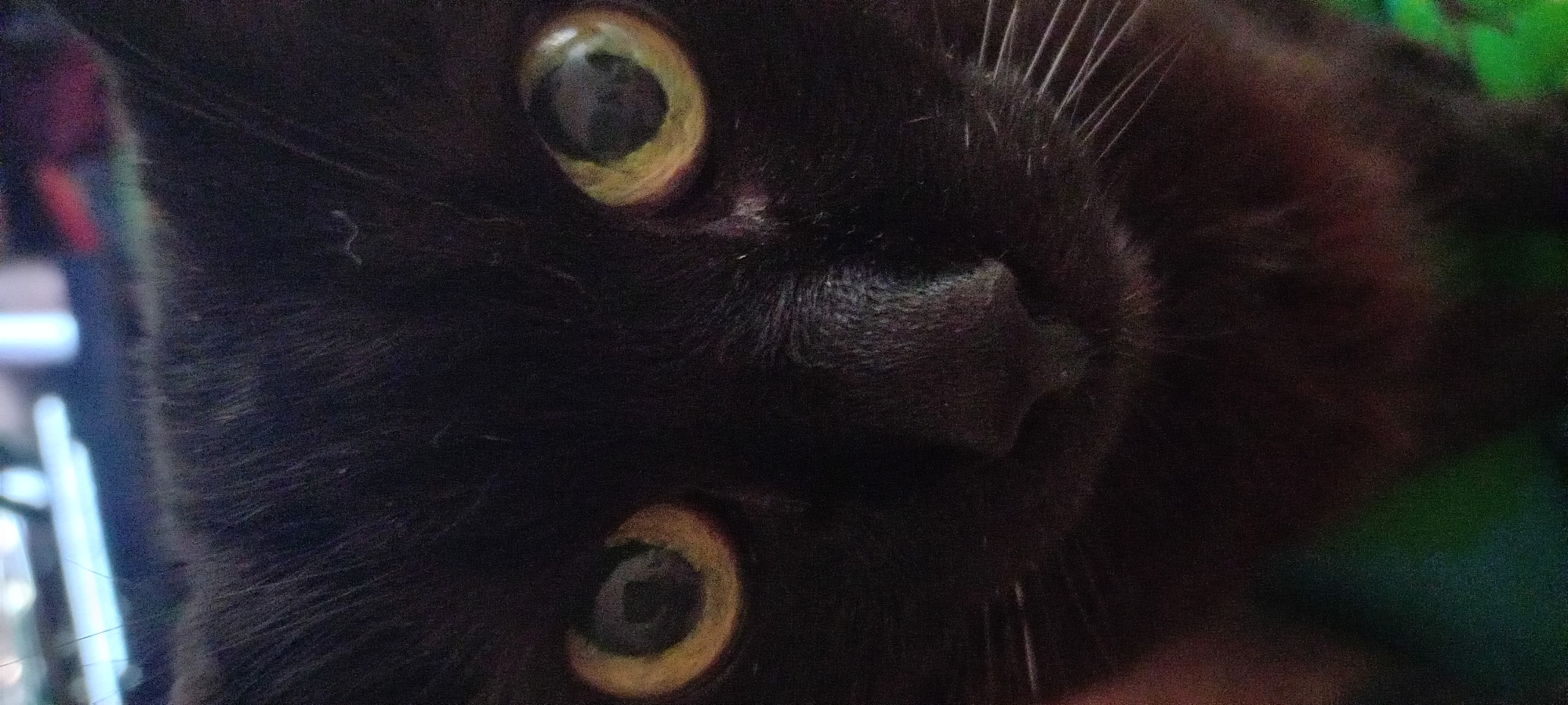 The image displays a close-up, head-on view of a black domestic cat, positioned in an indoor environment within the city of Kryvyi Rih, Ukraine. The cat's prominent features include its large, round eyes with distinctly yellowish-green irises and vertically elongated, dark pupils, which reflect ambient light sources. A small, dark nose is visible centrally below the eyes, and several long, white whiskers extend from the lower left cheek area. The cat's fur is uniformly black and appears soft, with some texture visible around the eyes and nose. The background is severely out of focus, rendered as a blurry wash of colors including blues, whites, reds, and greens, suggesting diffuse light sources or illuminated objects in the distant environment. No specific human interaction or action is depicted, and the cat appears to be looking directly forward.