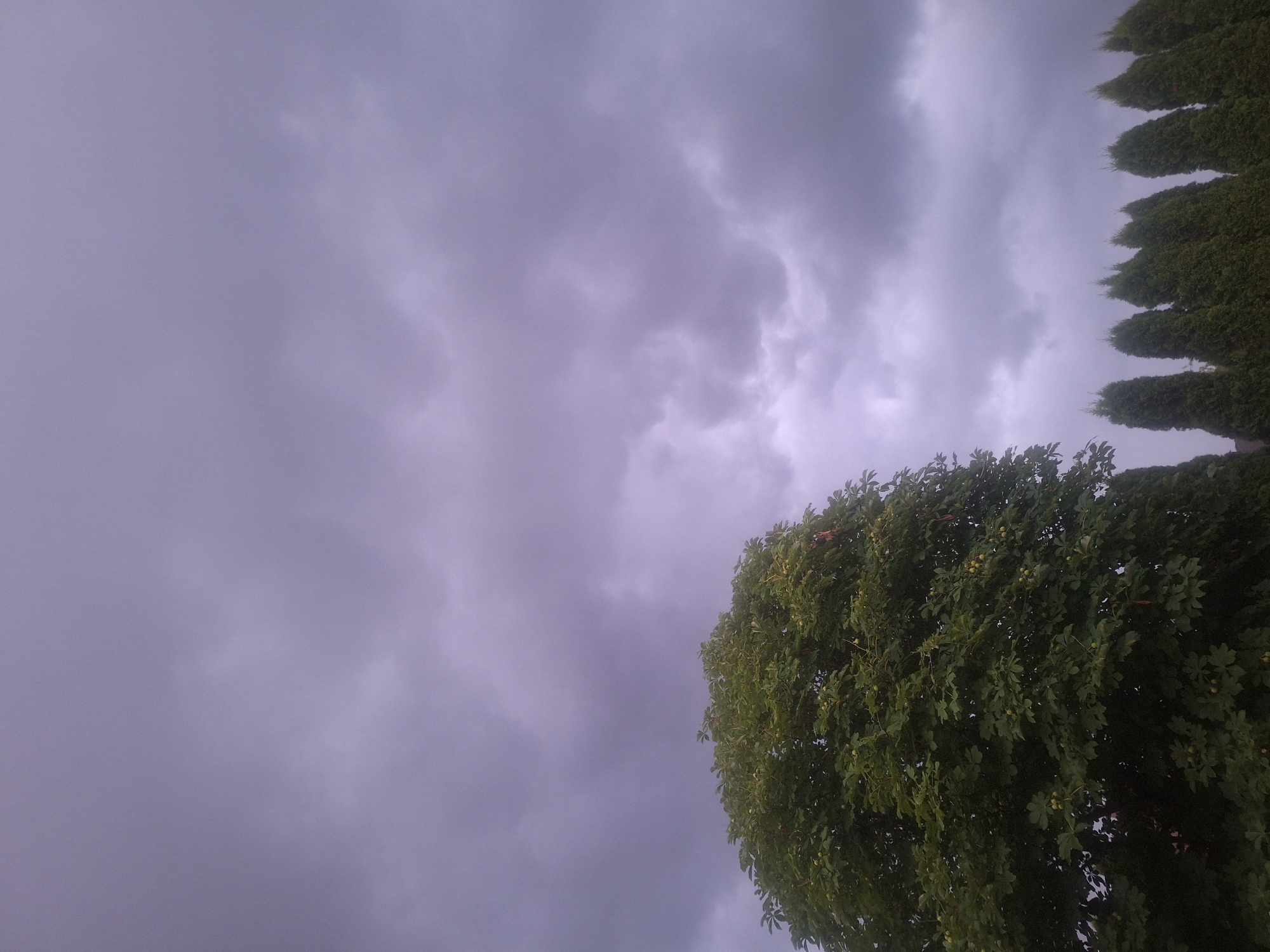 The image captures a cloudy sky over a natural landscape, likely on the outskirts of Mishutkino, Russia. In the foreground, a large, leafy tree with dark green foliage dominates the left side of the frame. Its branches are laden with what appear to be small, round fruits. To the right of the tree, a row of tall, conical evergreen trees stretches across the horizon. The sky above is filled with heavy, gray clouds, suggesting an overcast or impending storm. The overall impression is one of natural scenery under a somber sky. There are no people or human activity visible in the image.