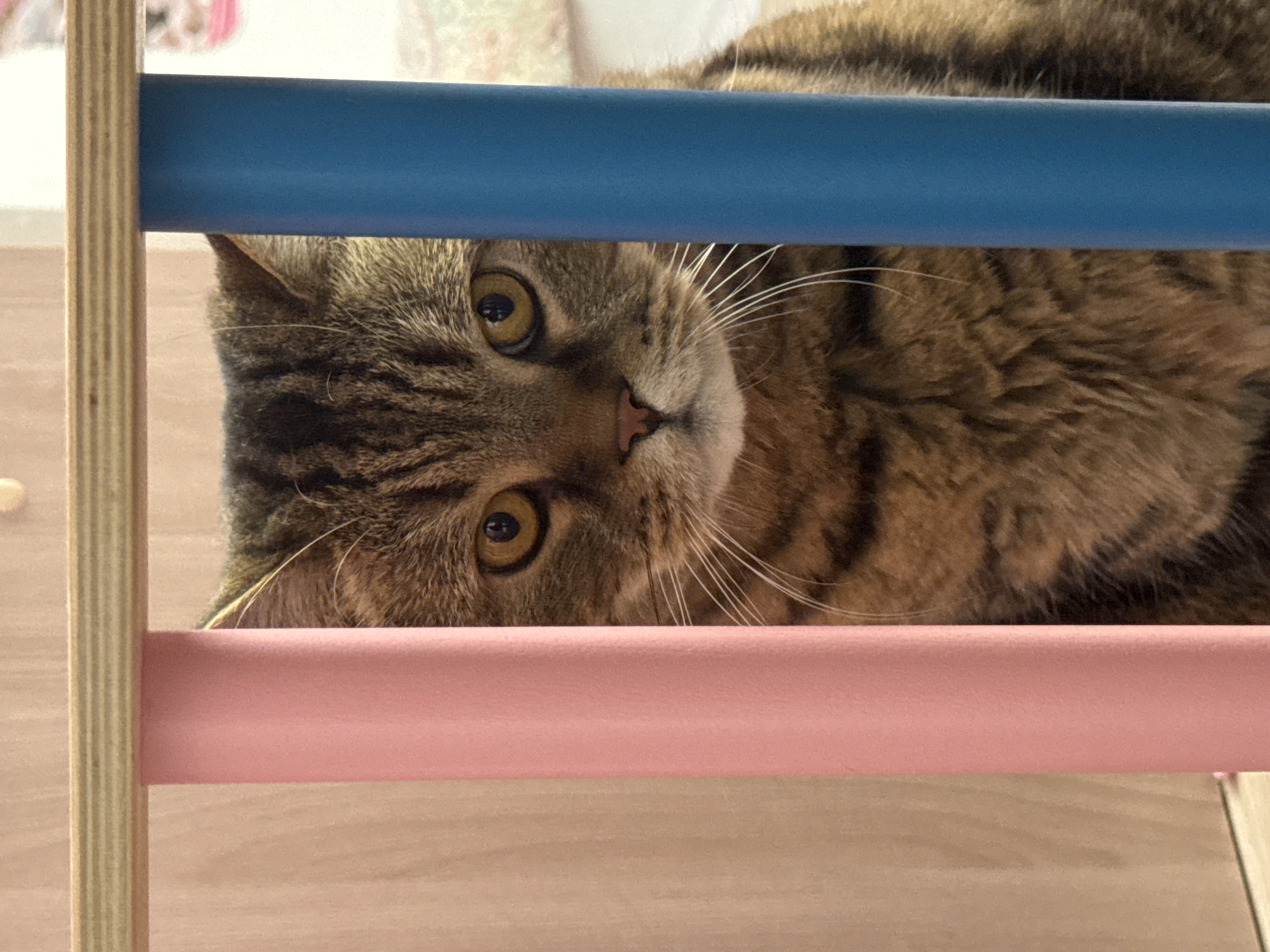 A tabby cat peeks through a triangular climbing toy. The cat is primarily brown and black with some lighter fur on its face and chest. Its eyes are yellow and wide, and its whiskers are prominent. The cat is lying down, with its head resting on a pink bar of the toy. Behind the cat, out of focus, is a blurred background that appears to be an indoor setting, possibly a room with light-colored walls or furniture. The toy itself has wooden uprights and colored bars, one blue and one pink. The lighting suggests it is daytime, but there are no specific weather cues. The cat's expression is curious and alert. There is no visible text in the image. The location context is Mikhaylovsk, Russia.